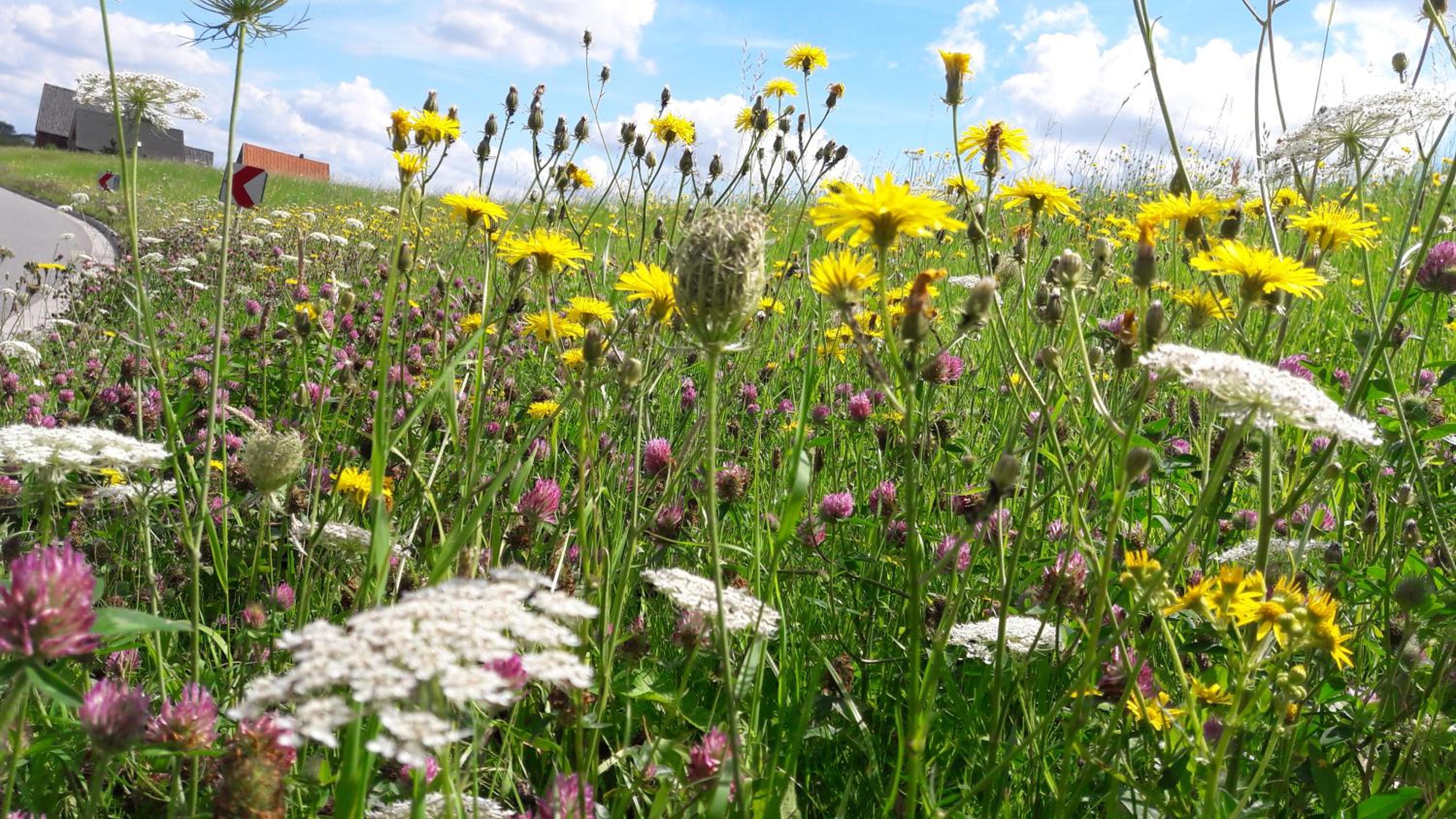 Gemütliches Häuschen im Alten Land