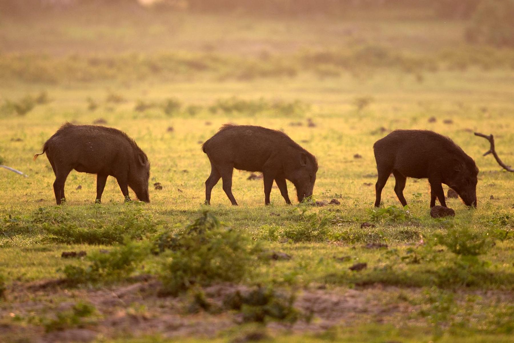 Yala Caravan Village