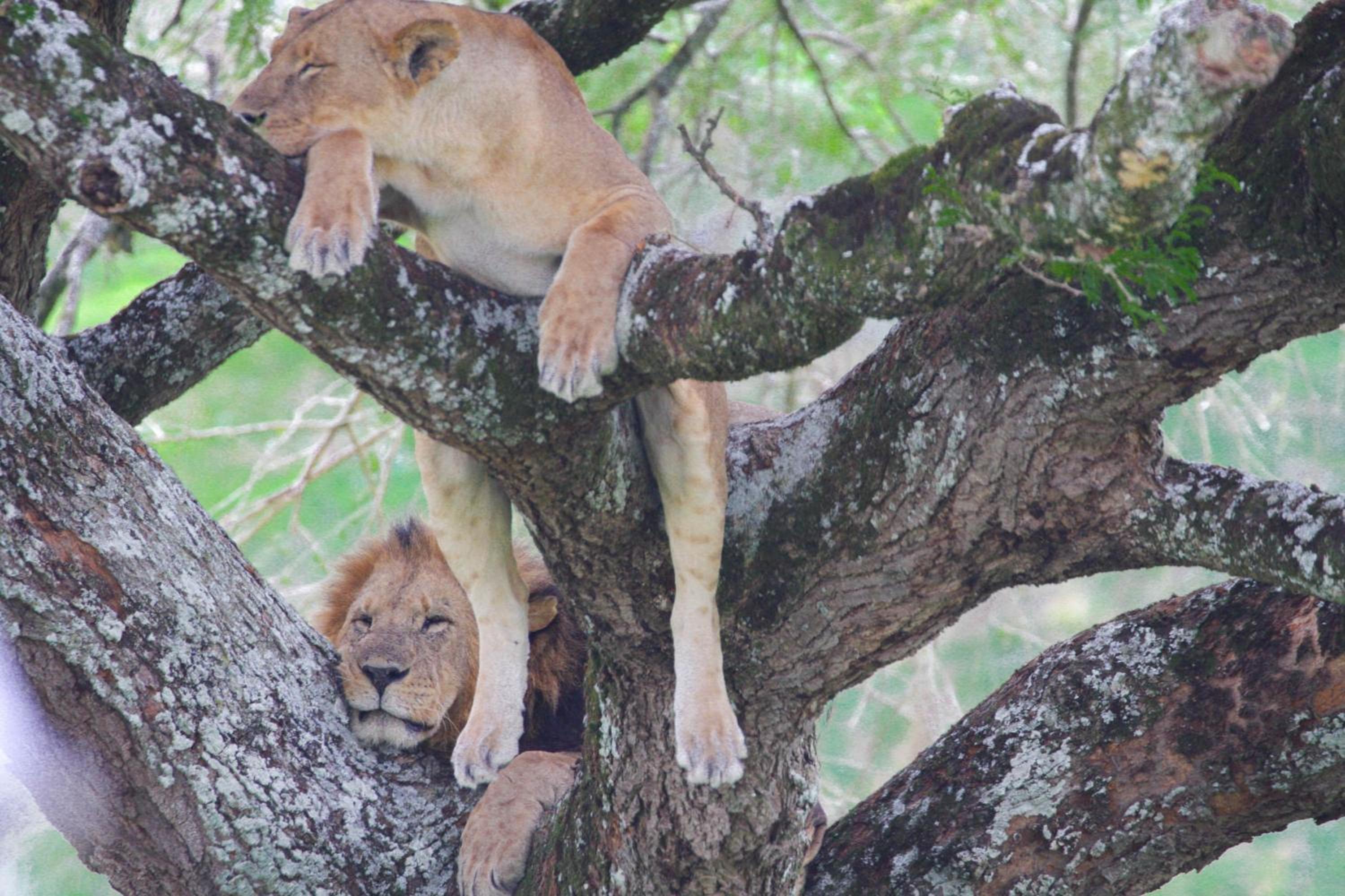 Lake Nakuru Lodge