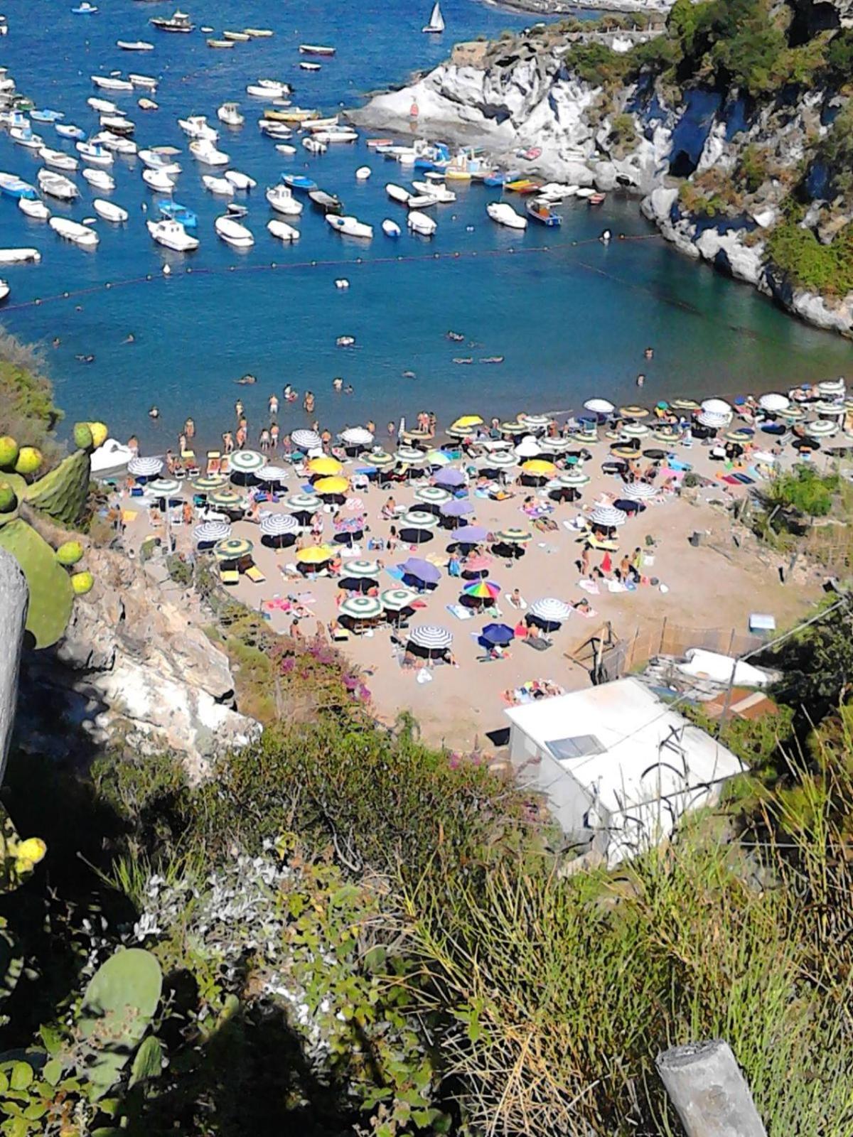 La Vite en Ponza