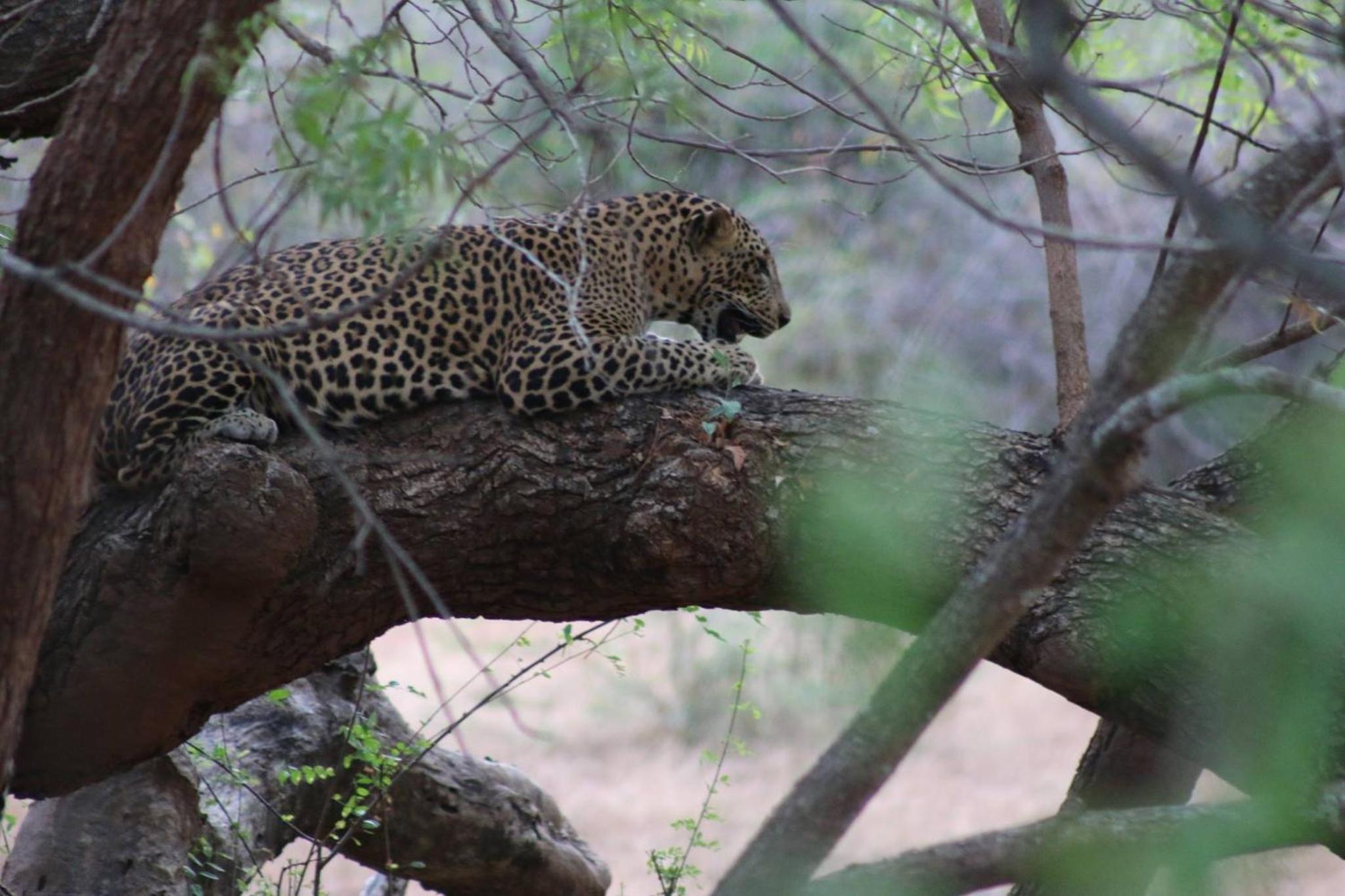 Wadula Safari - Yala view 3