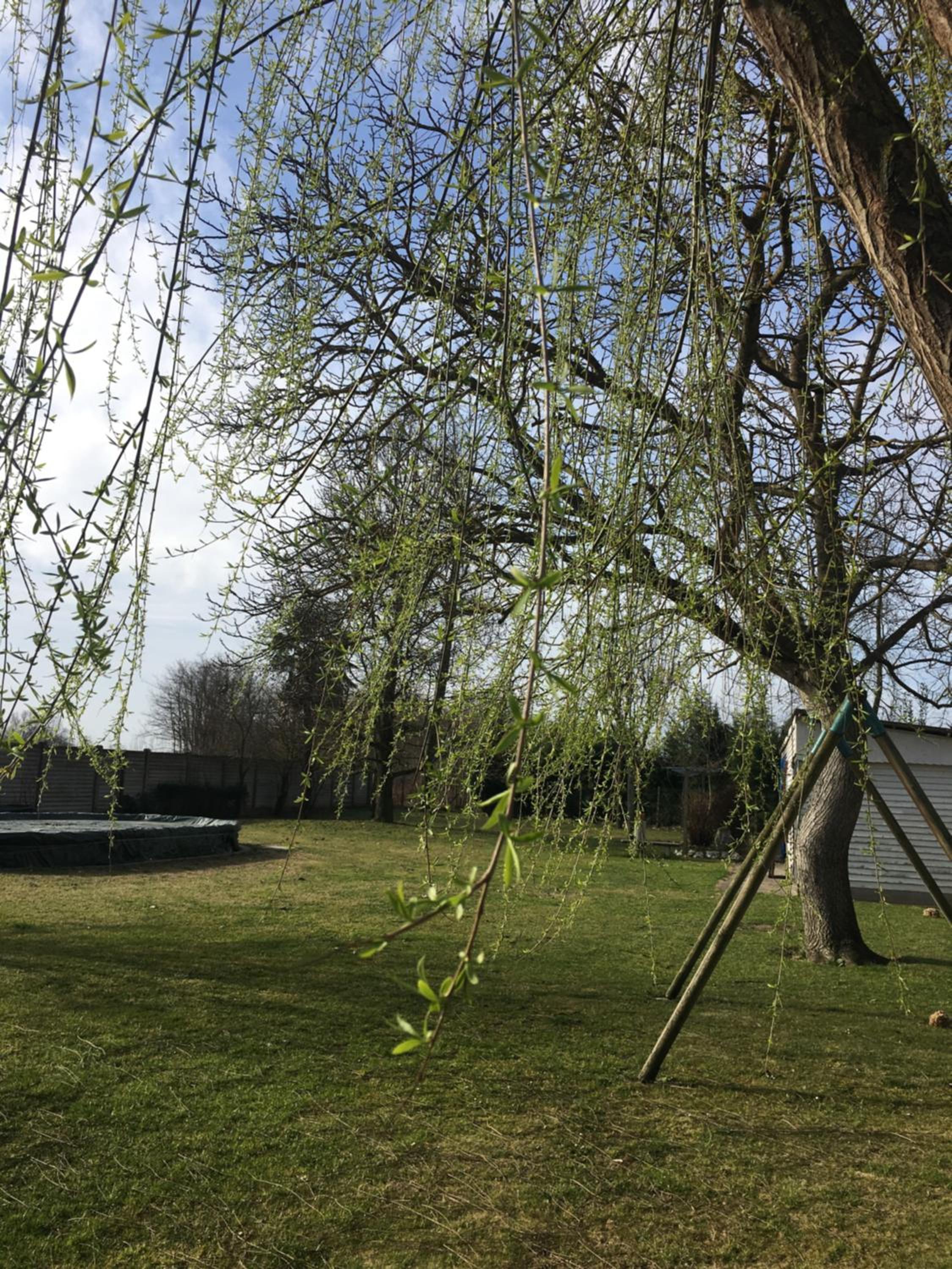 Photo 36