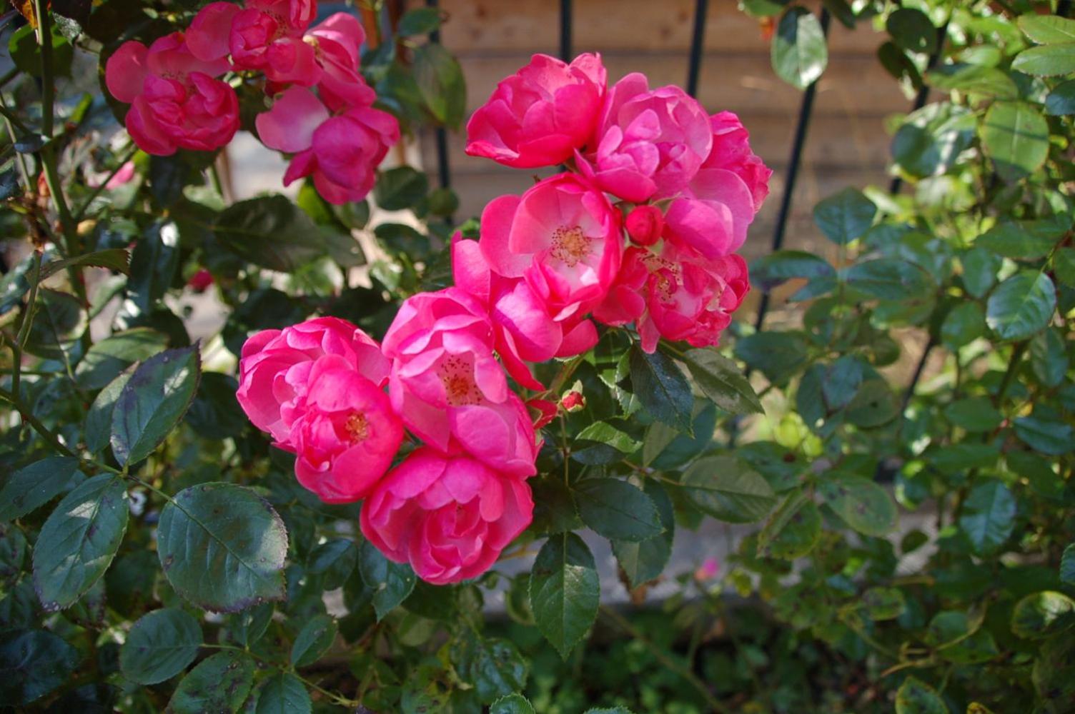 Photo 22