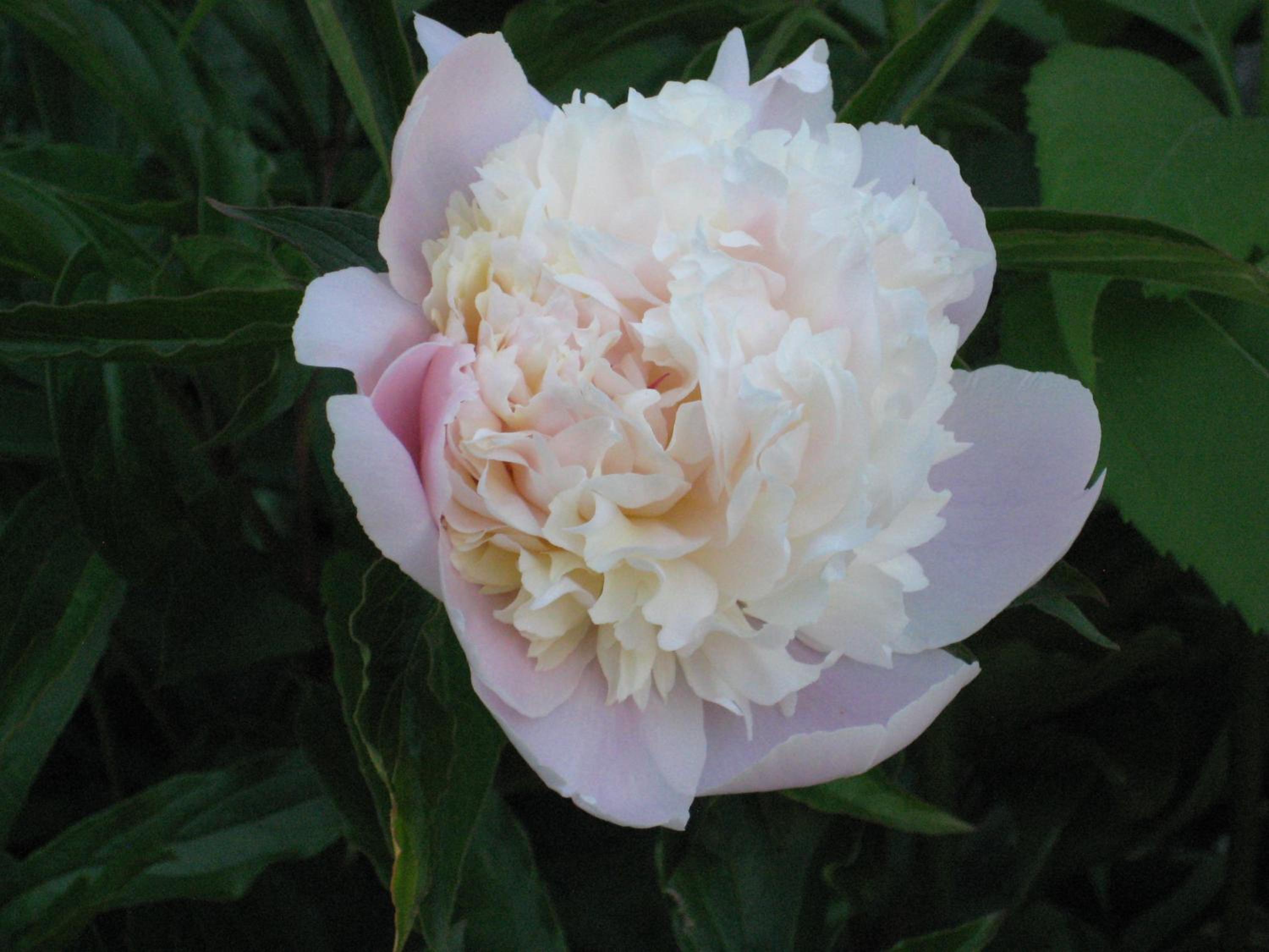 Photo 44