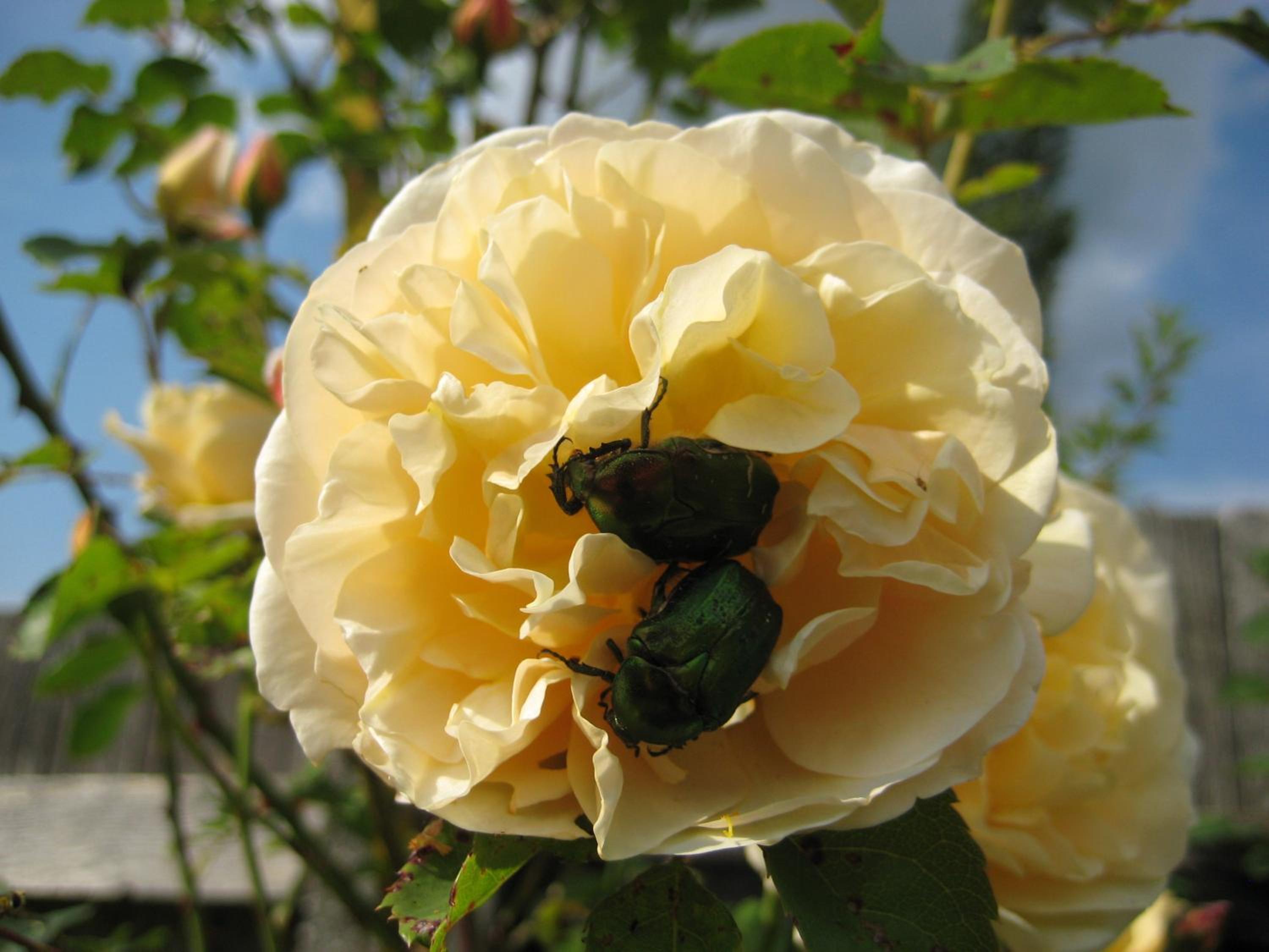 Photo 49