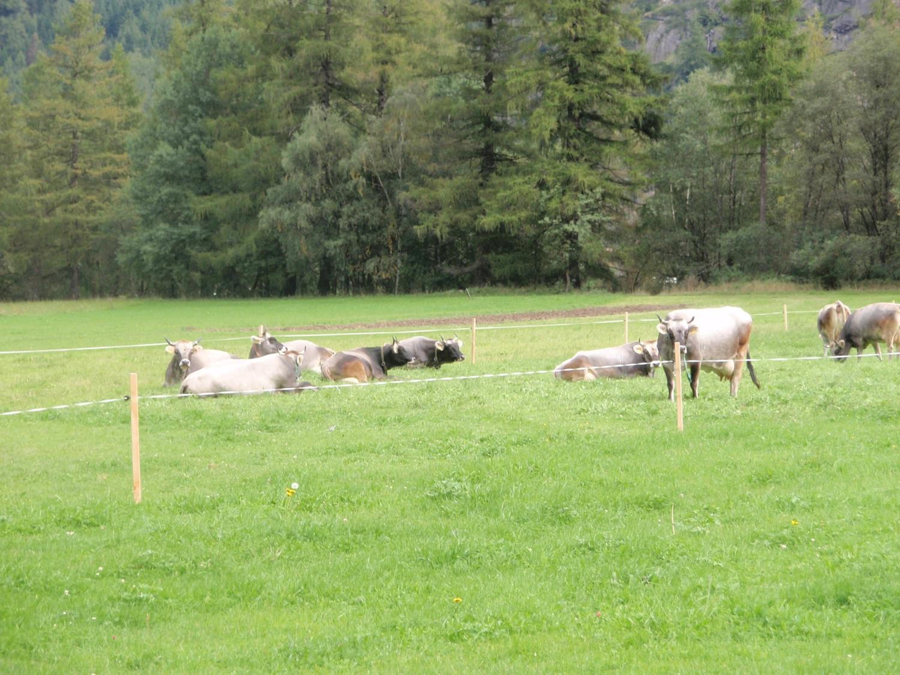 Hauseggerhof