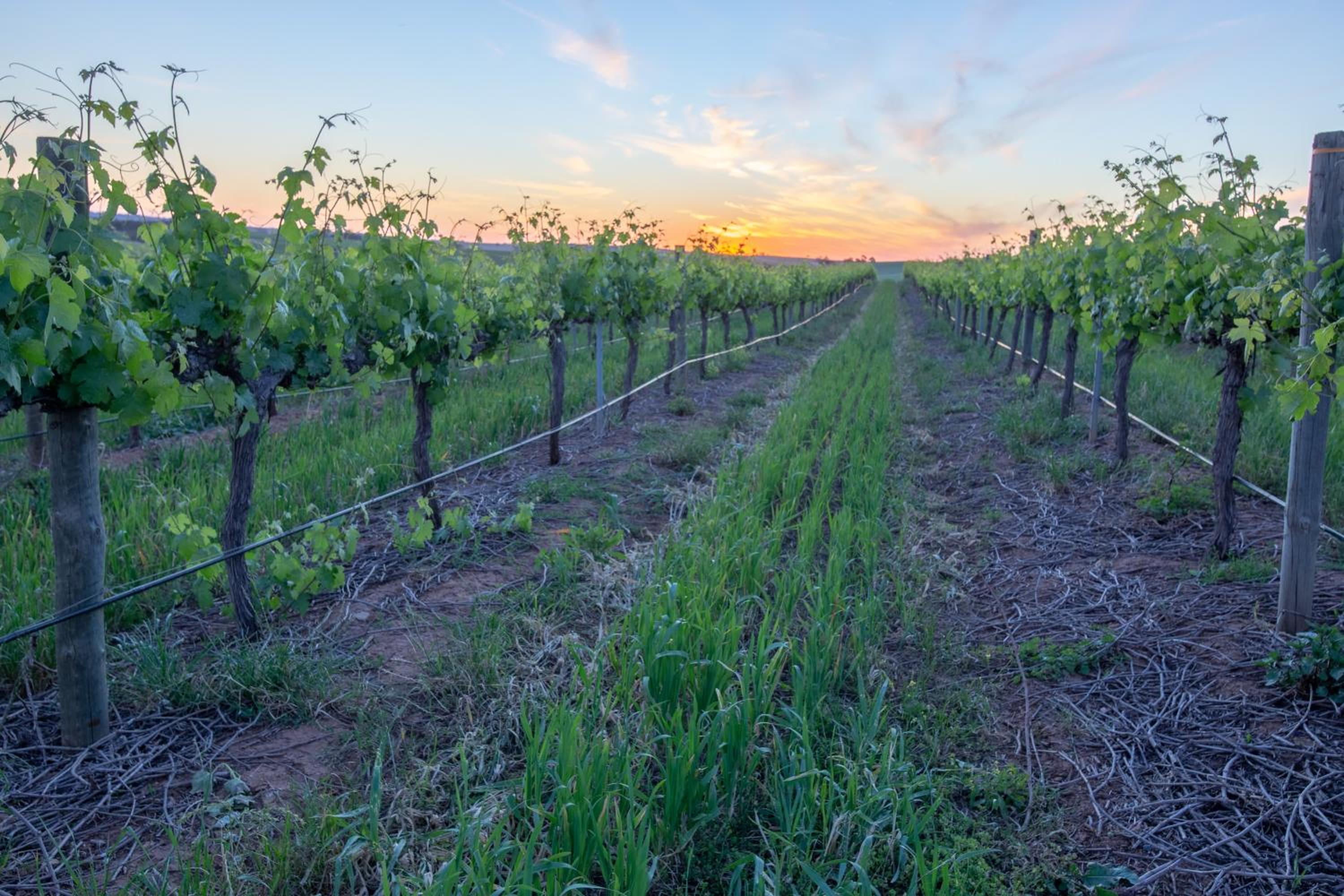 1837 Barossa Luxury Vineyard Cottages