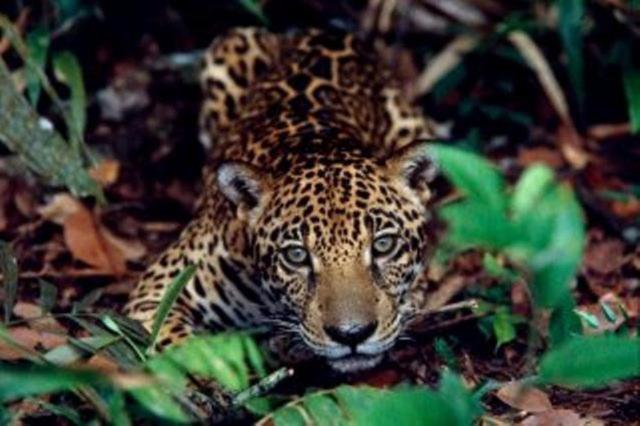 Cataguás Brasil Pousada