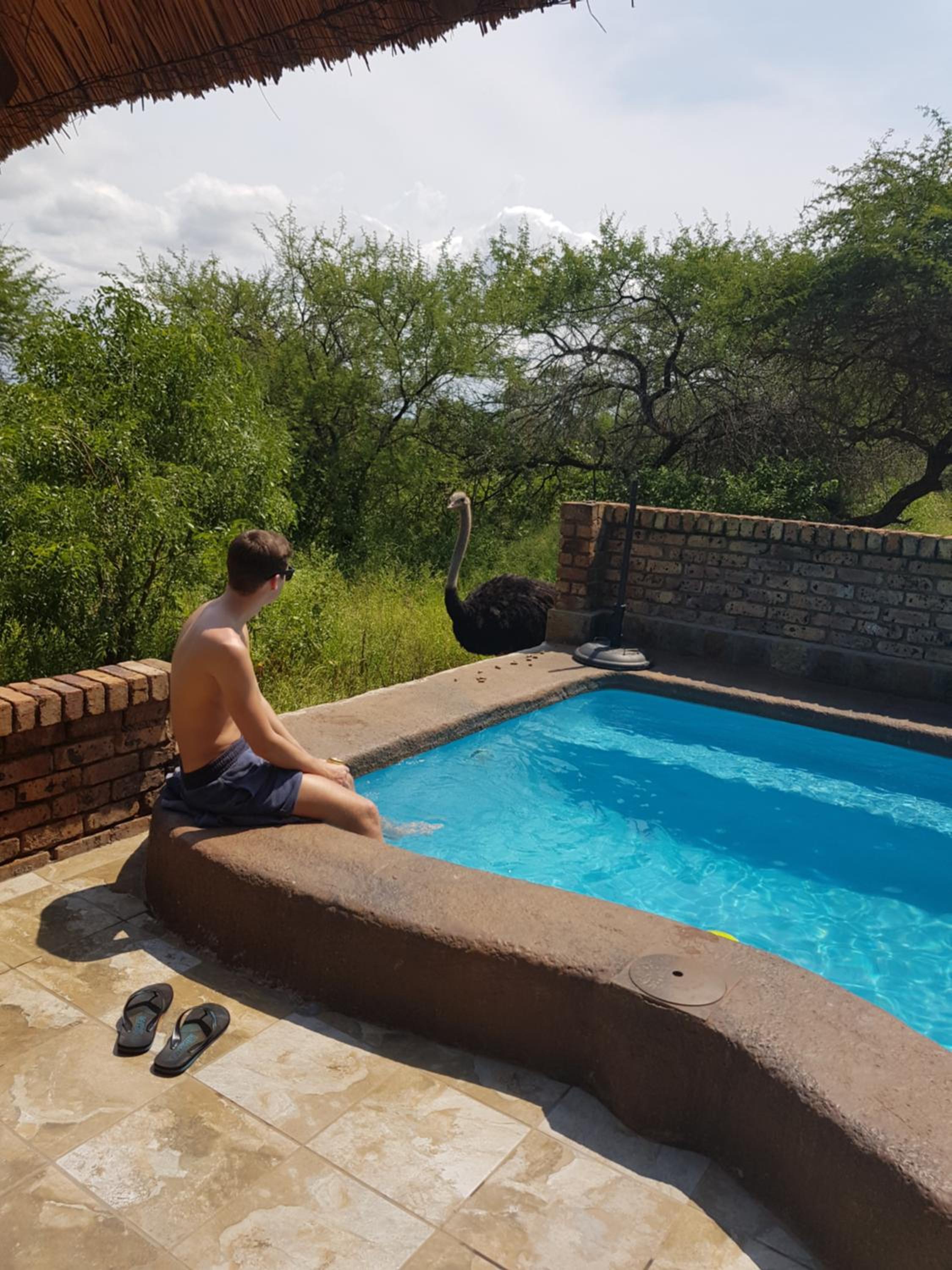 Giraffe plains view 4
