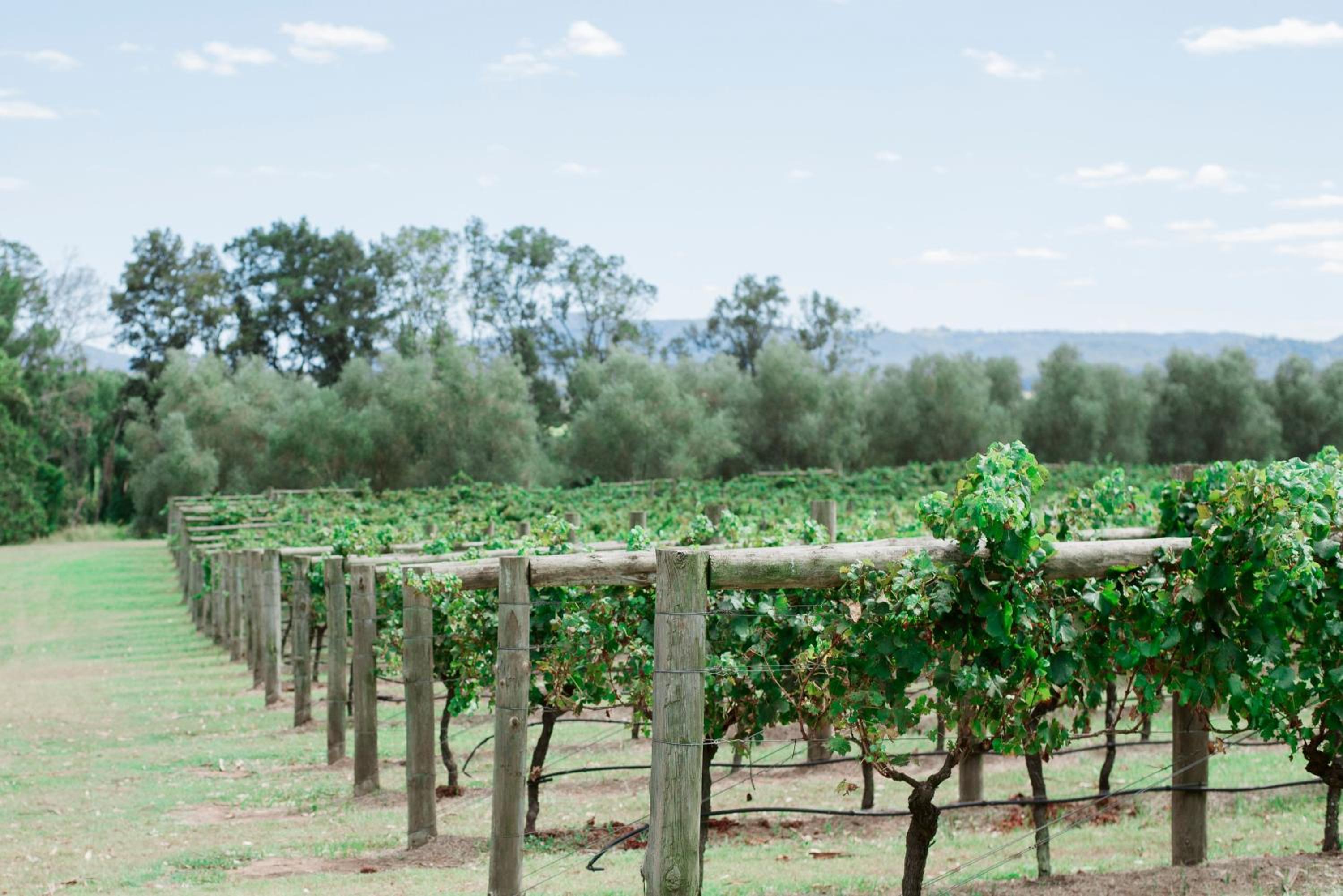 Tranquil Vale Vineyard