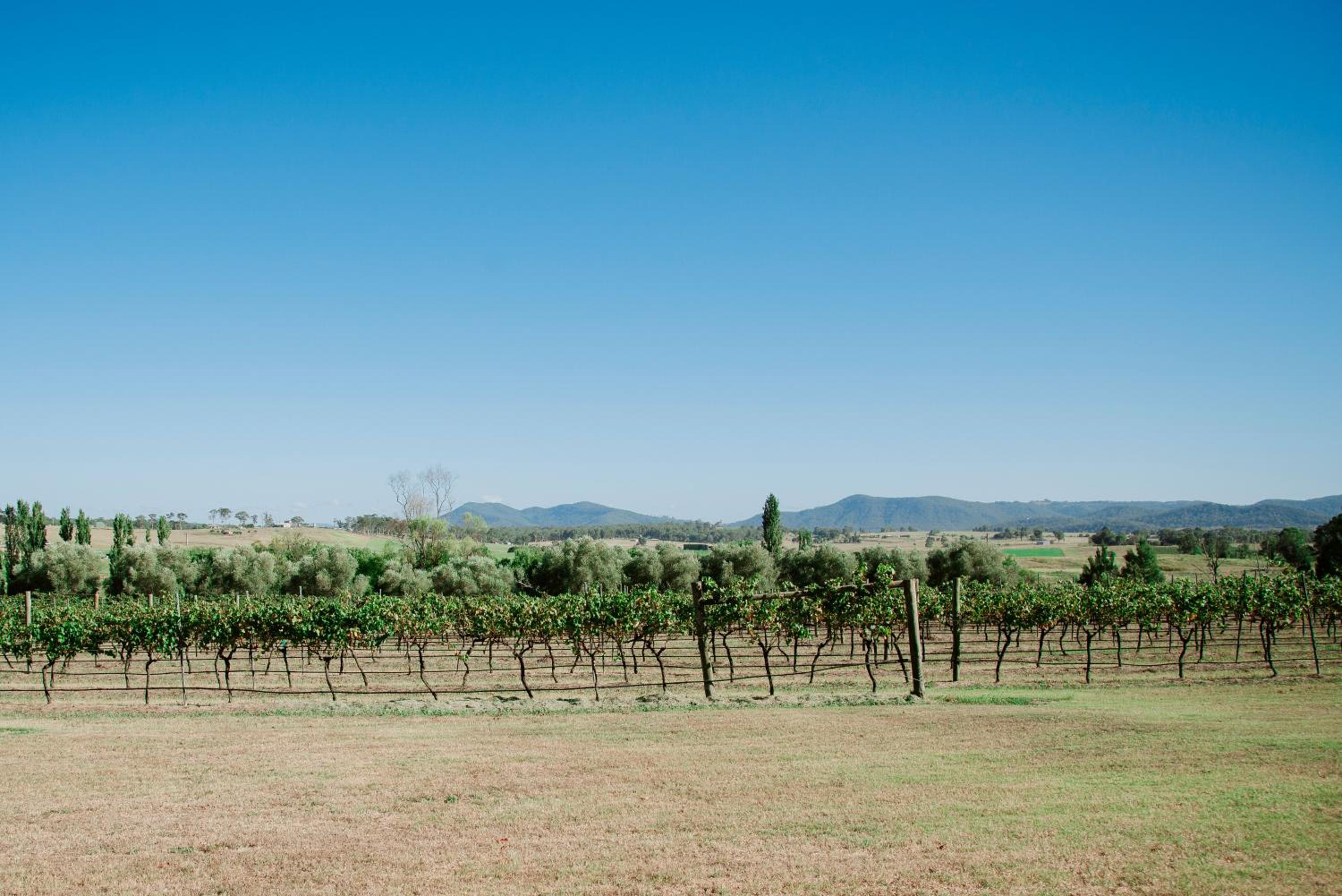 Tranquil Vale Vineyard