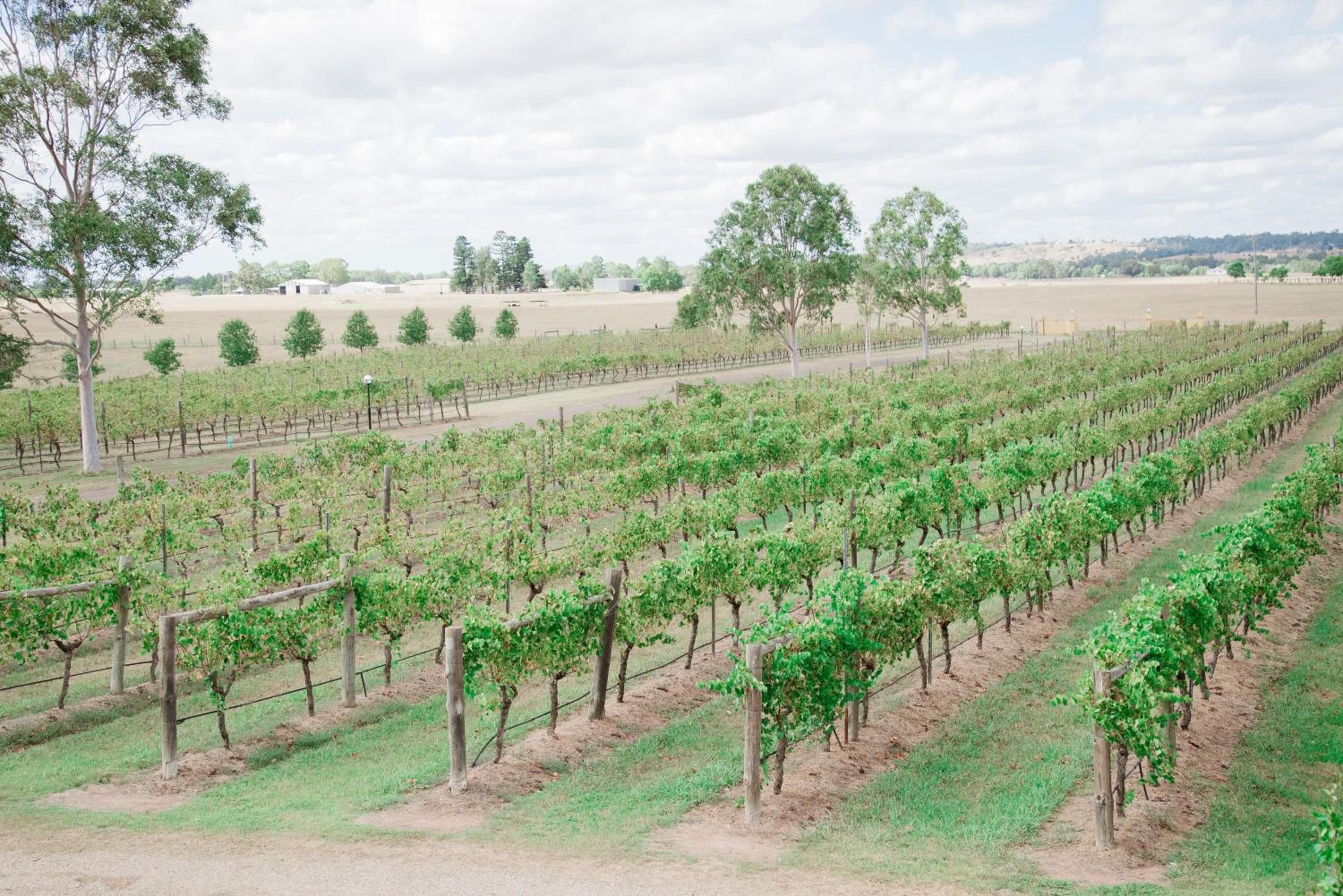 Tranquil Vale Vineyard