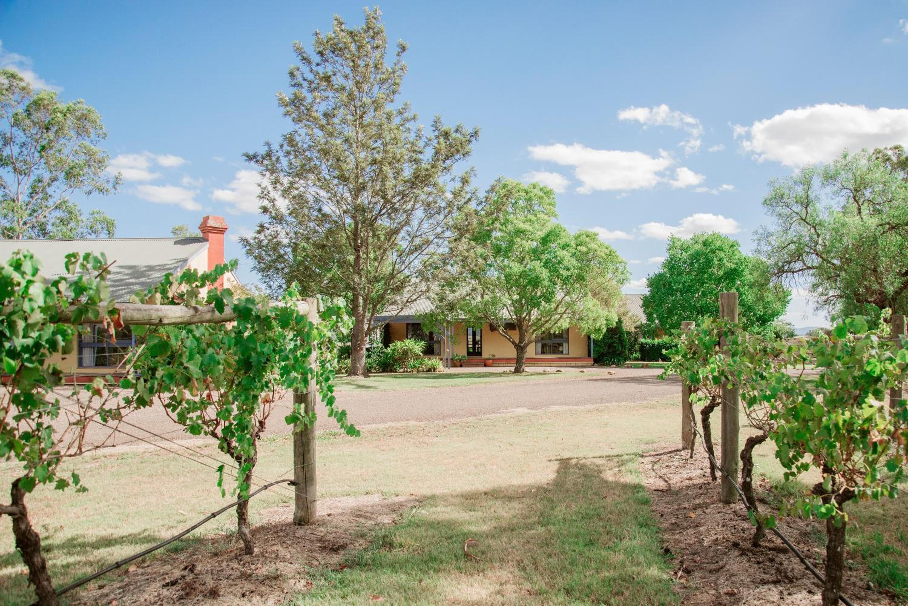 Tranquil Vale Vineyard