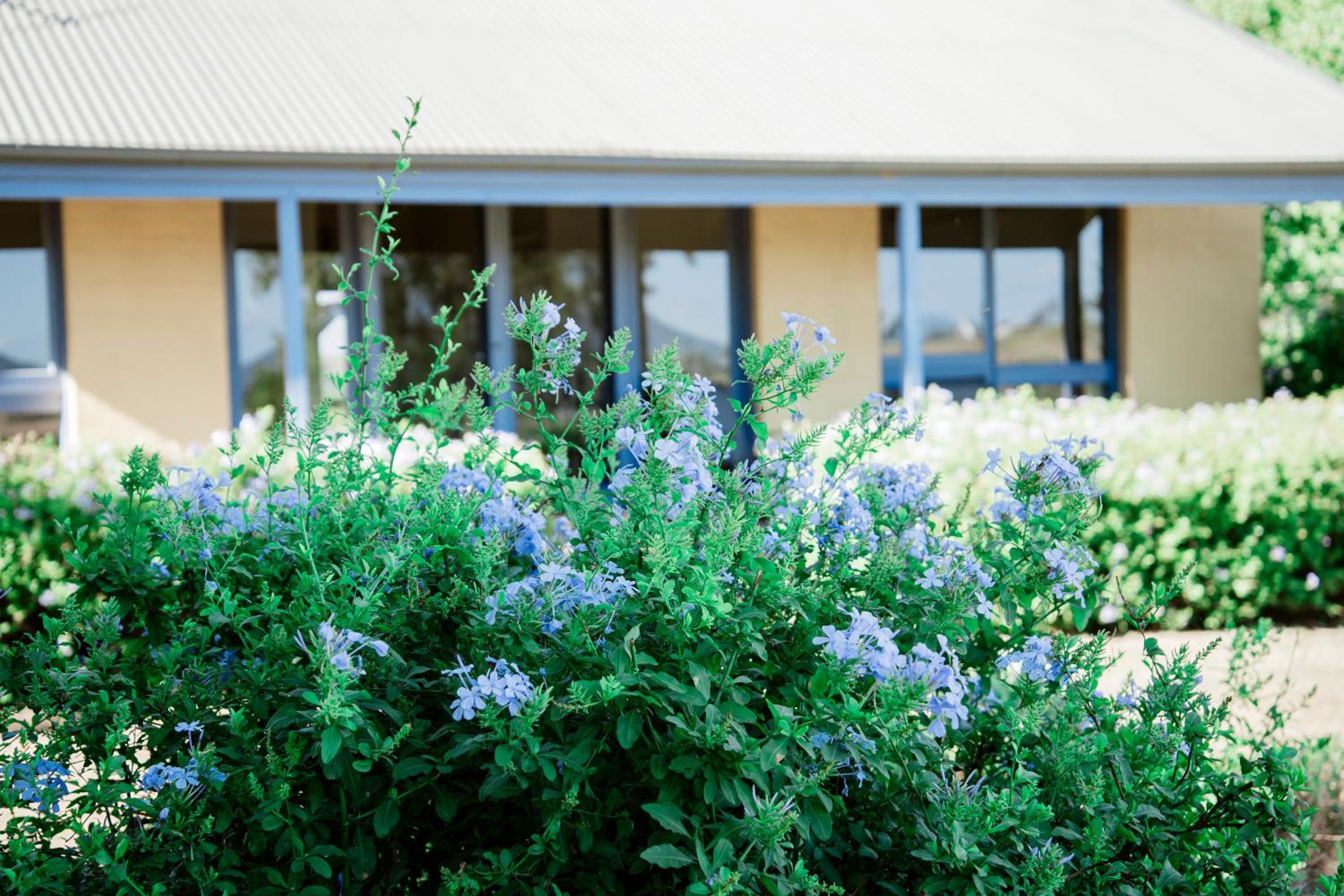 Tranquil Vale Vineyard
