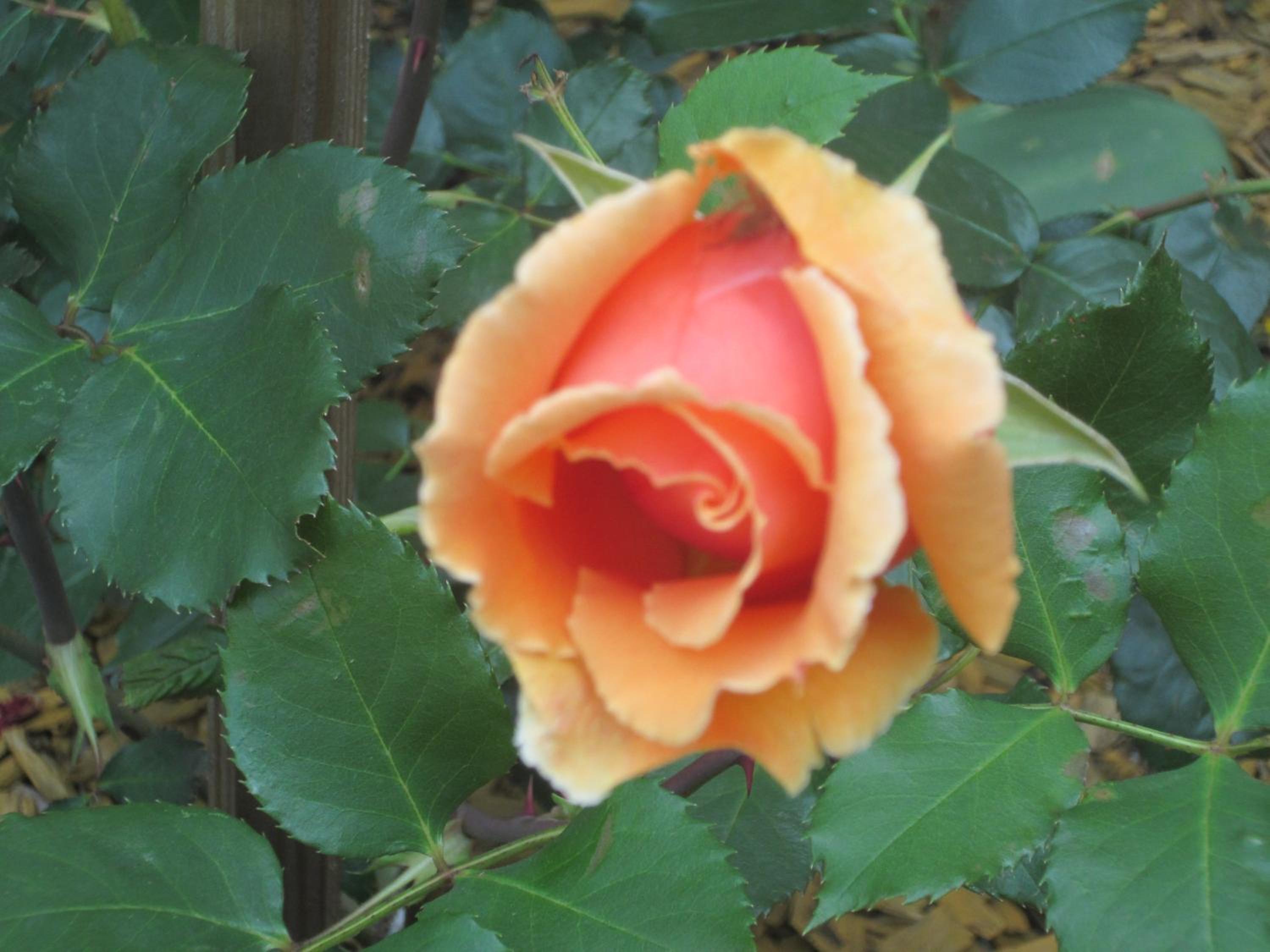 Photo 14