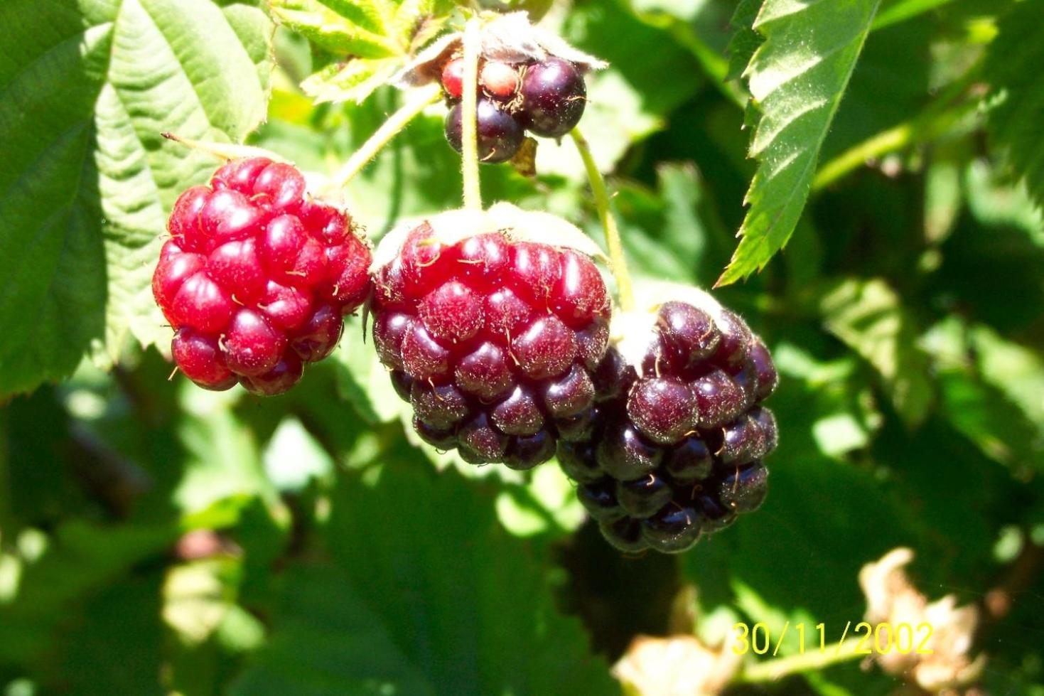 Photo 40