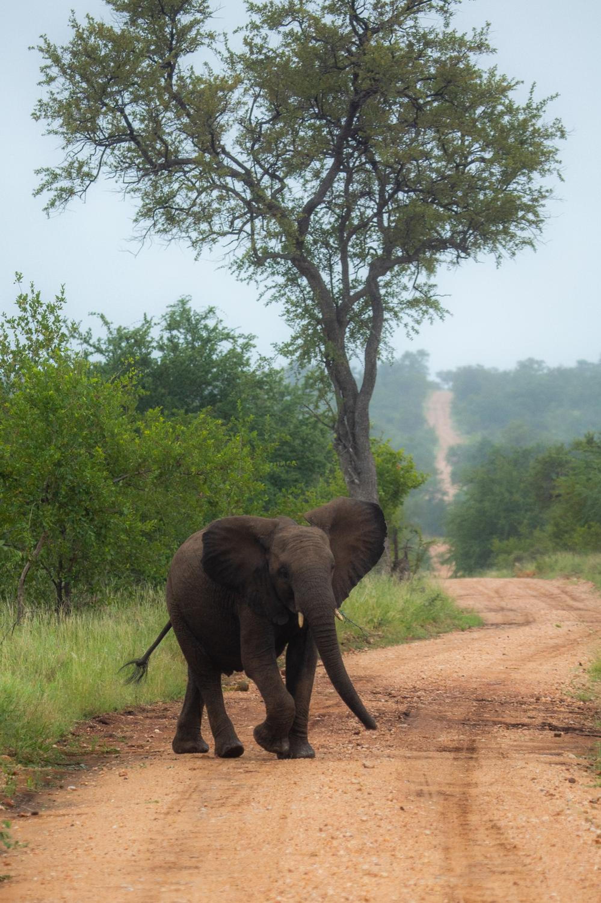Senalala Safari Lodge
