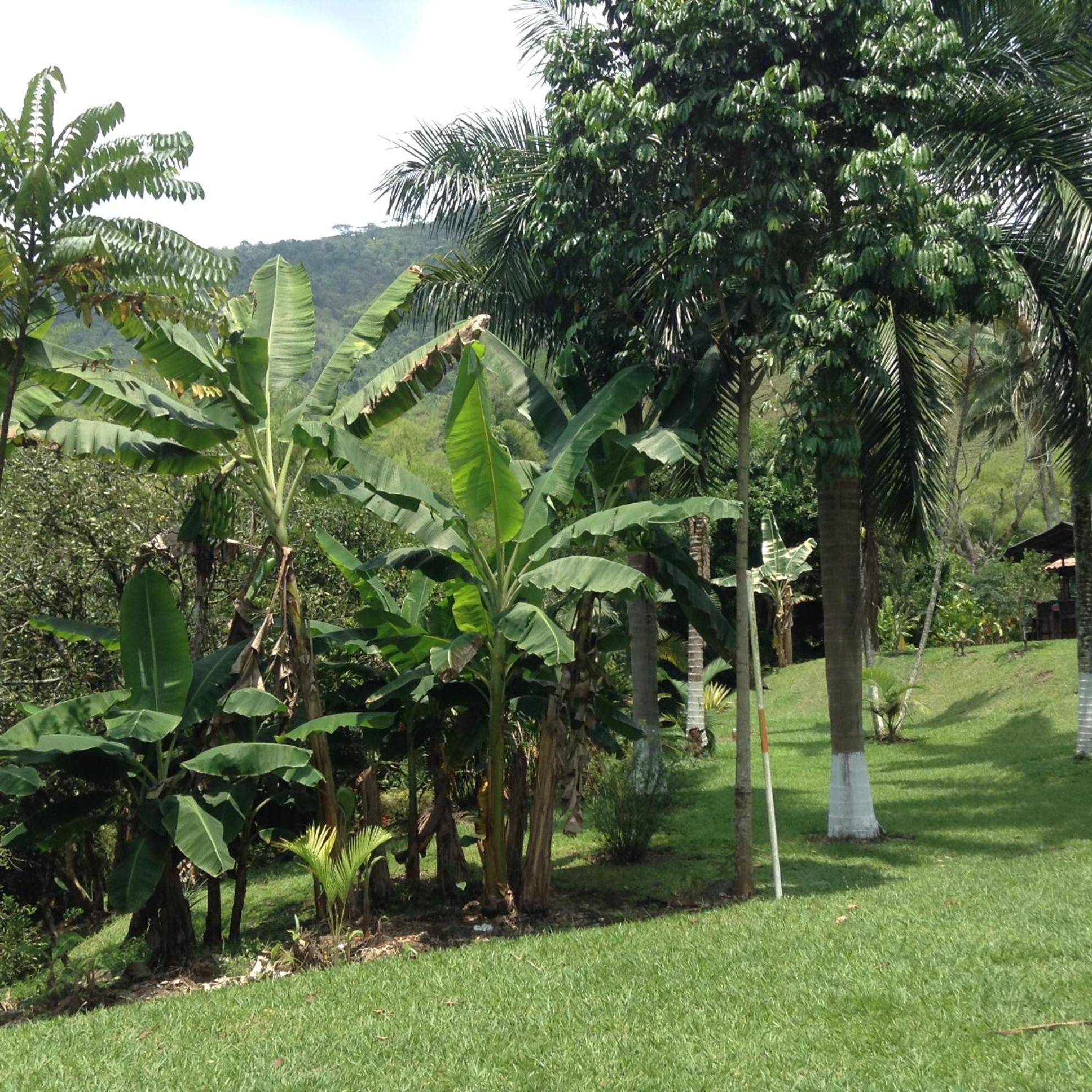 Finca El Sueño De Mi Abuelo
