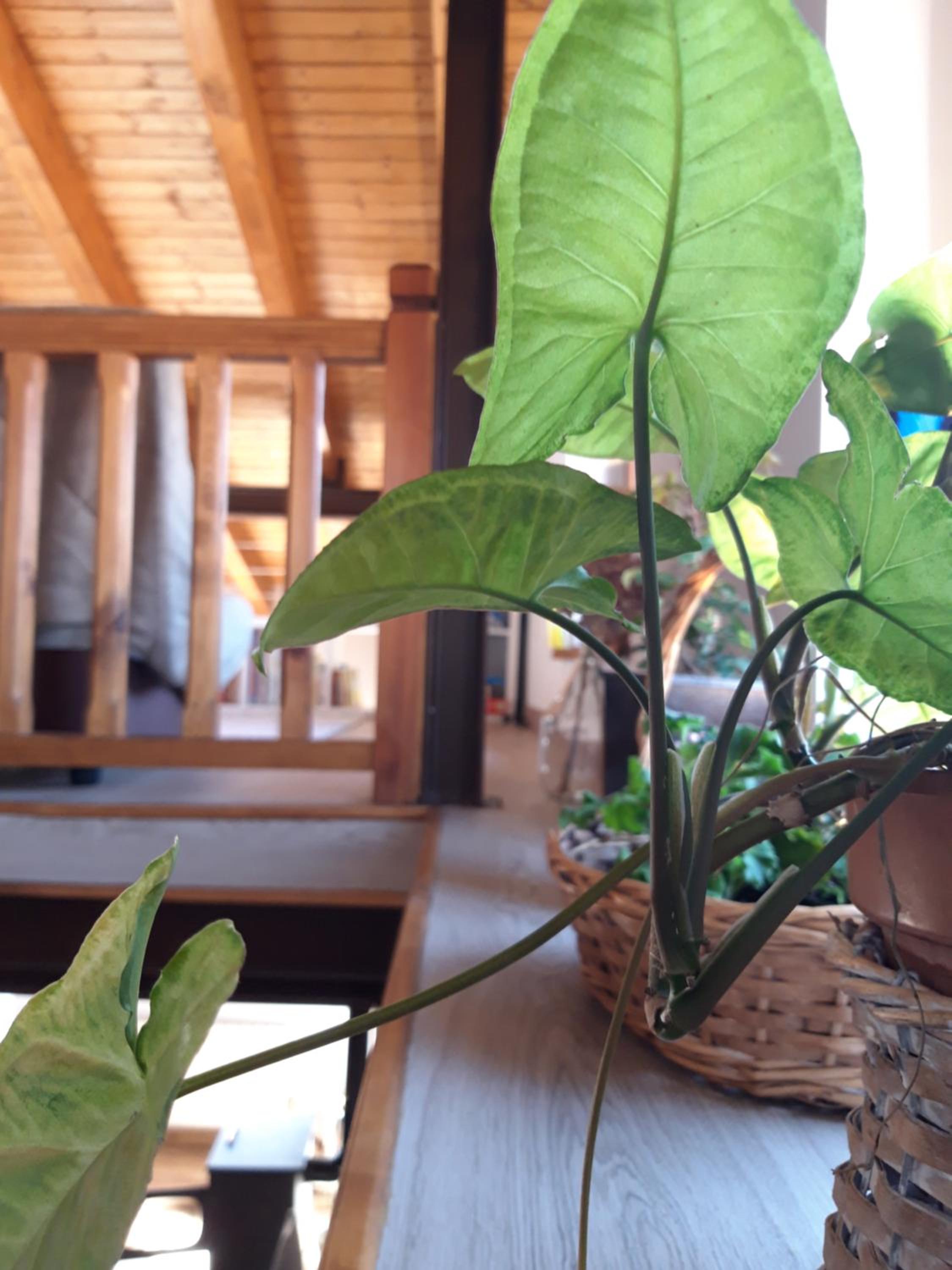 Photo 46