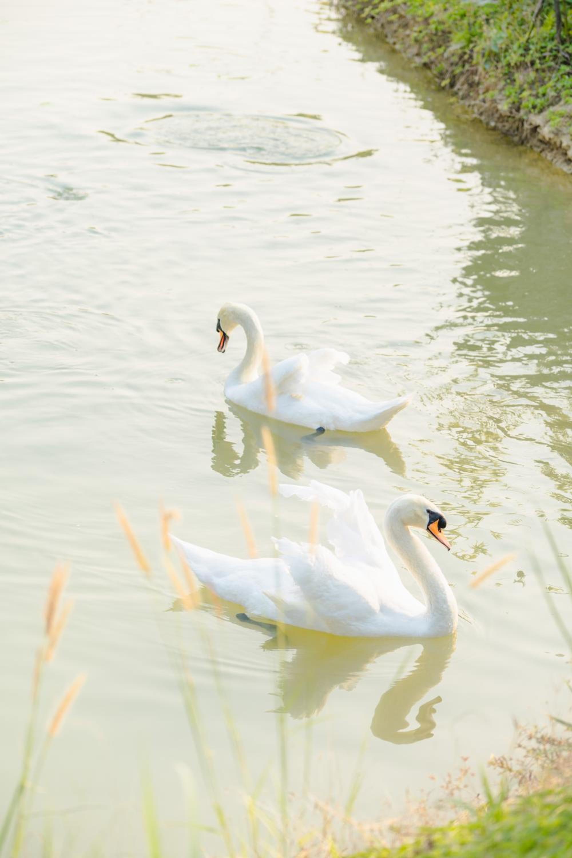 Photo 51