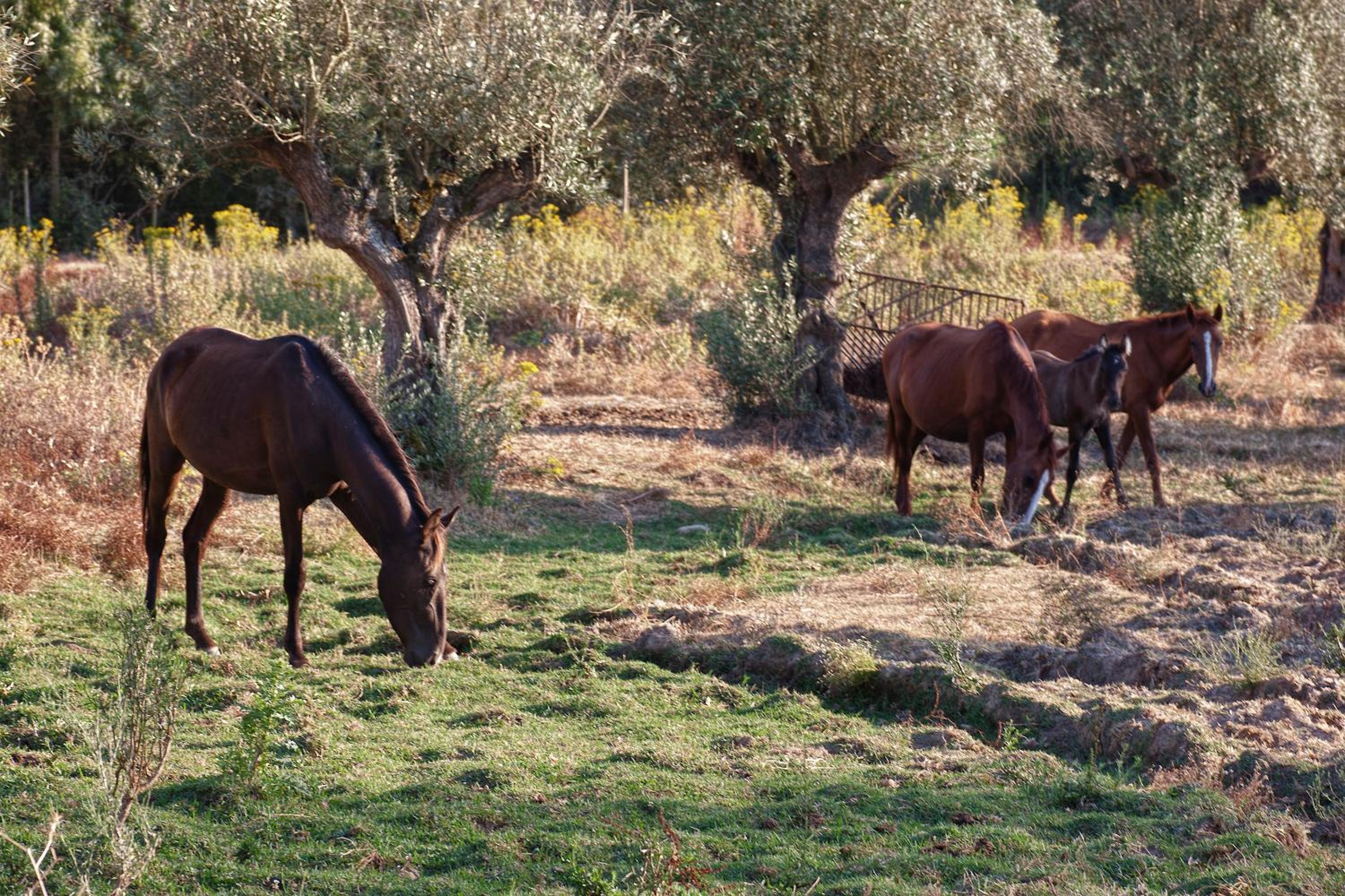 Quinta dos Álamos Agroturismo