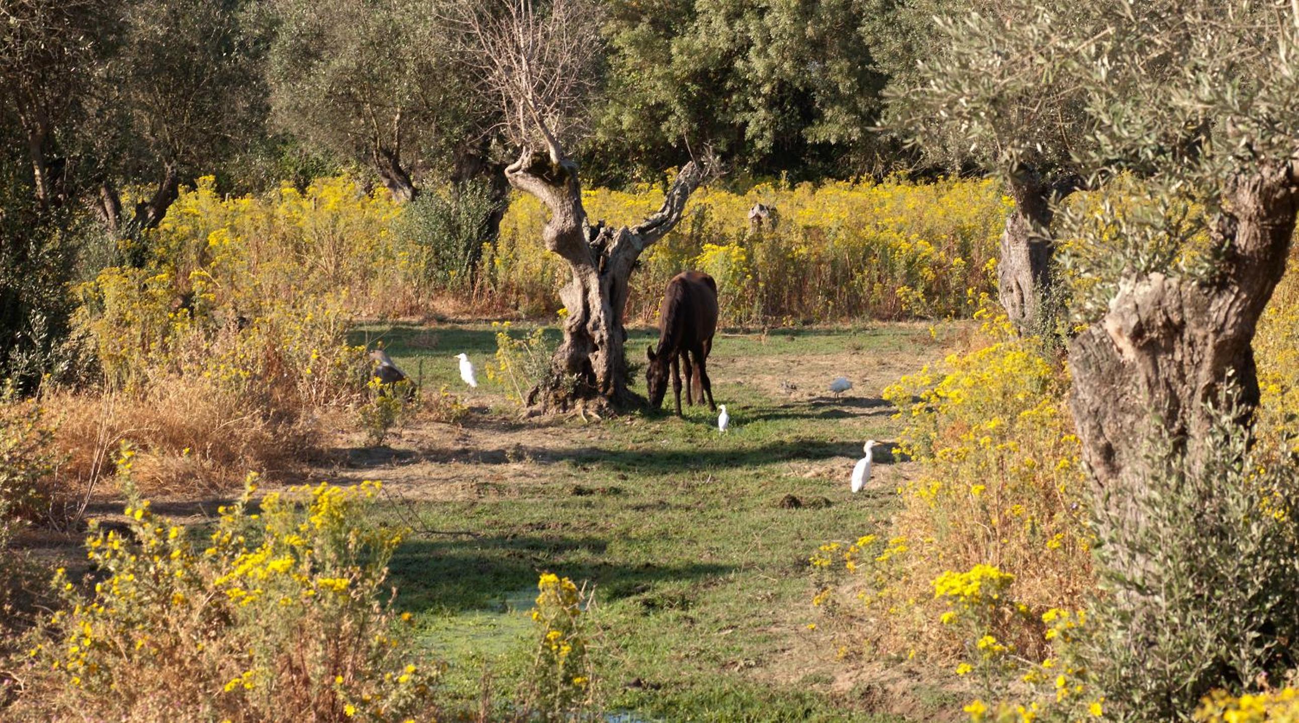 Quinta dos Álamos Agroturismo