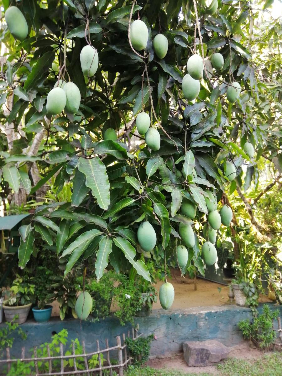 Kanthi Holiday Rest Homestay view 4