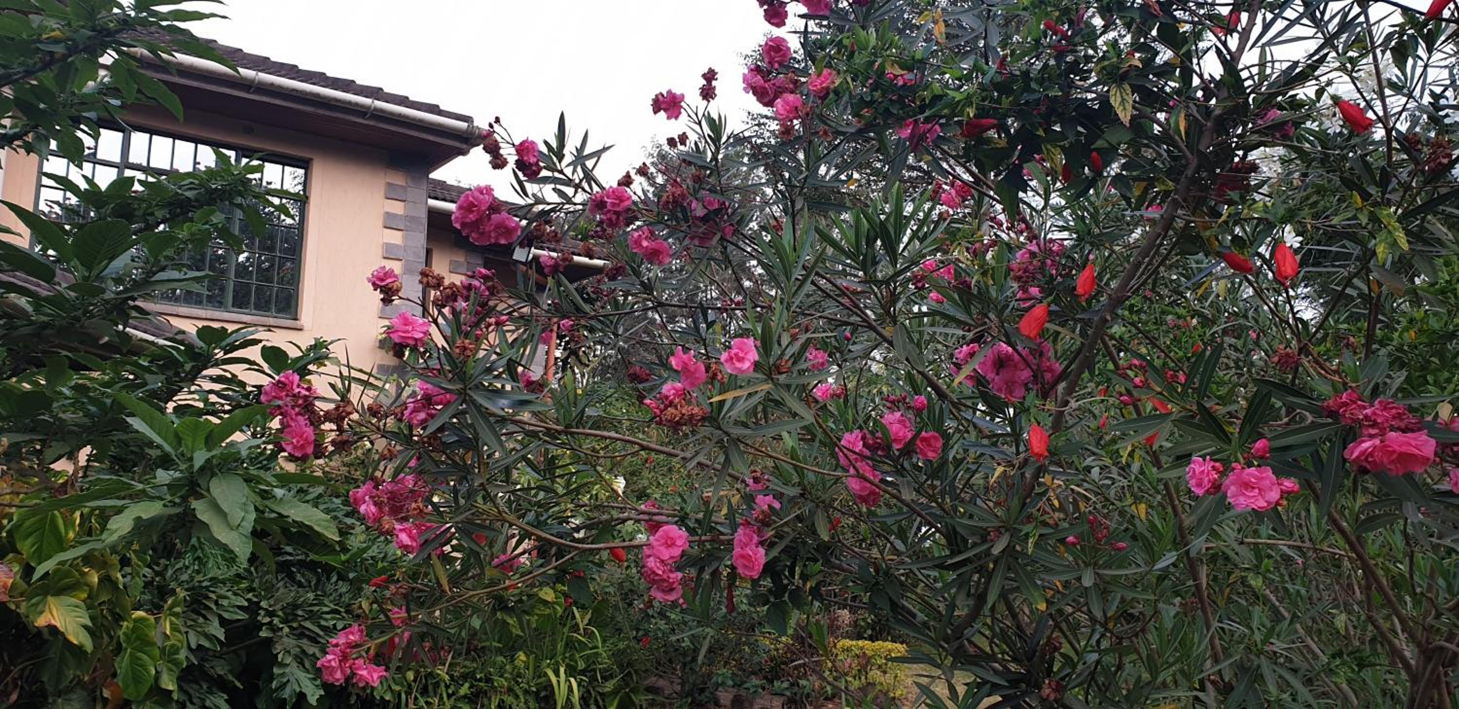 Spurwing Guest House