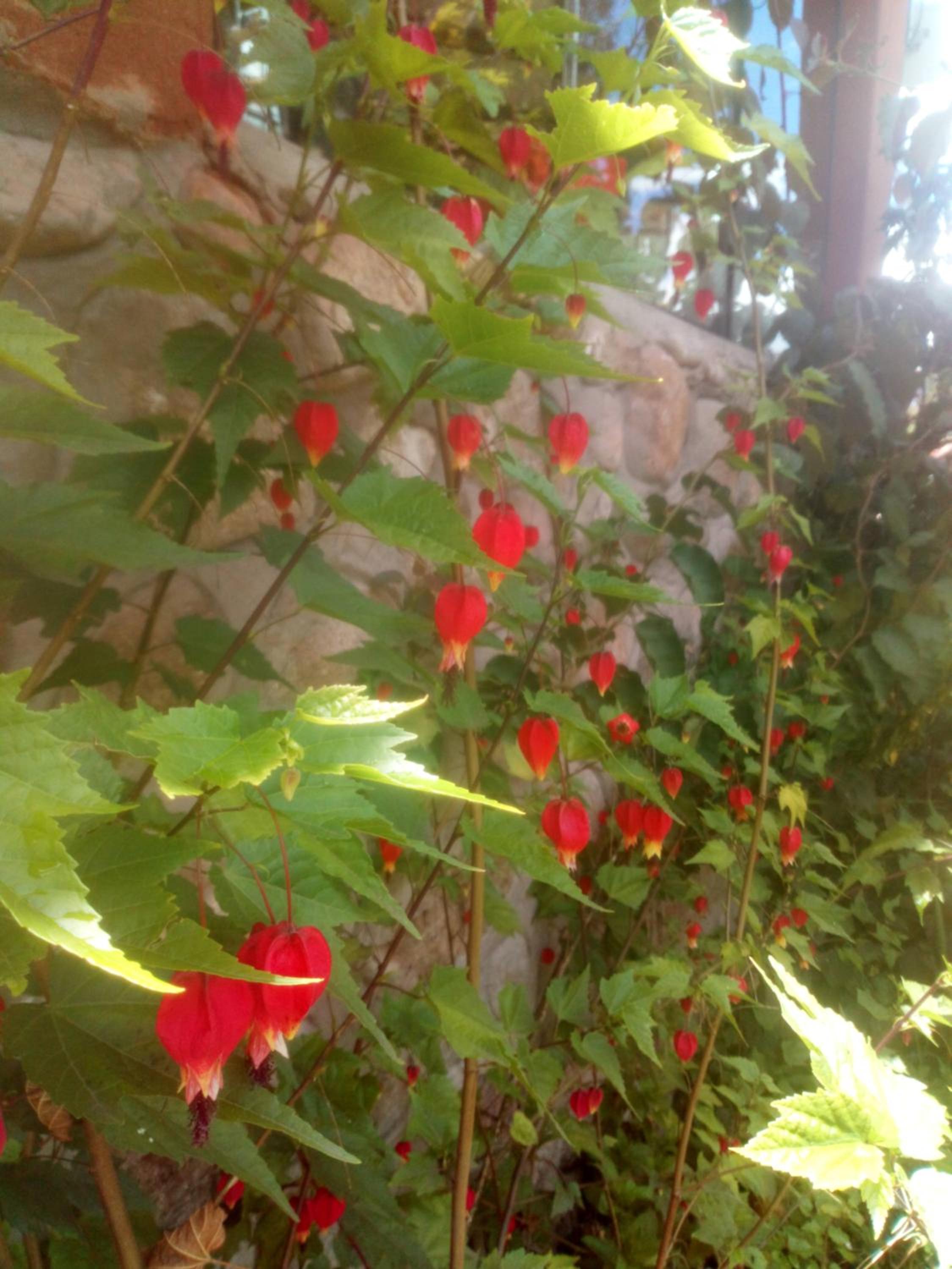 EColodge Ccatan