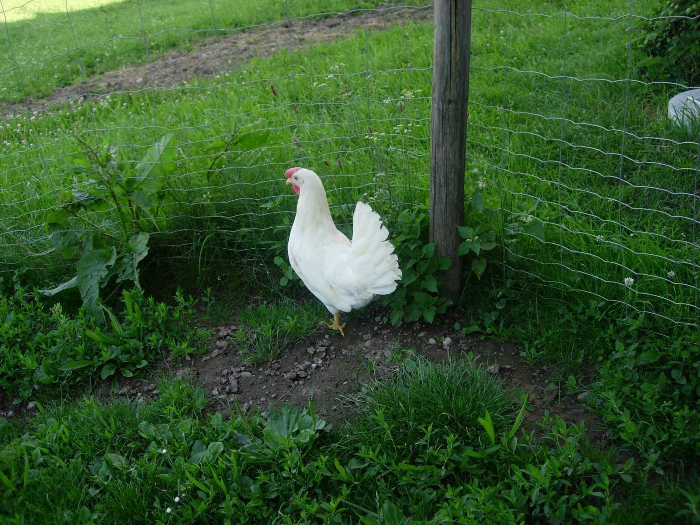 Photo 41