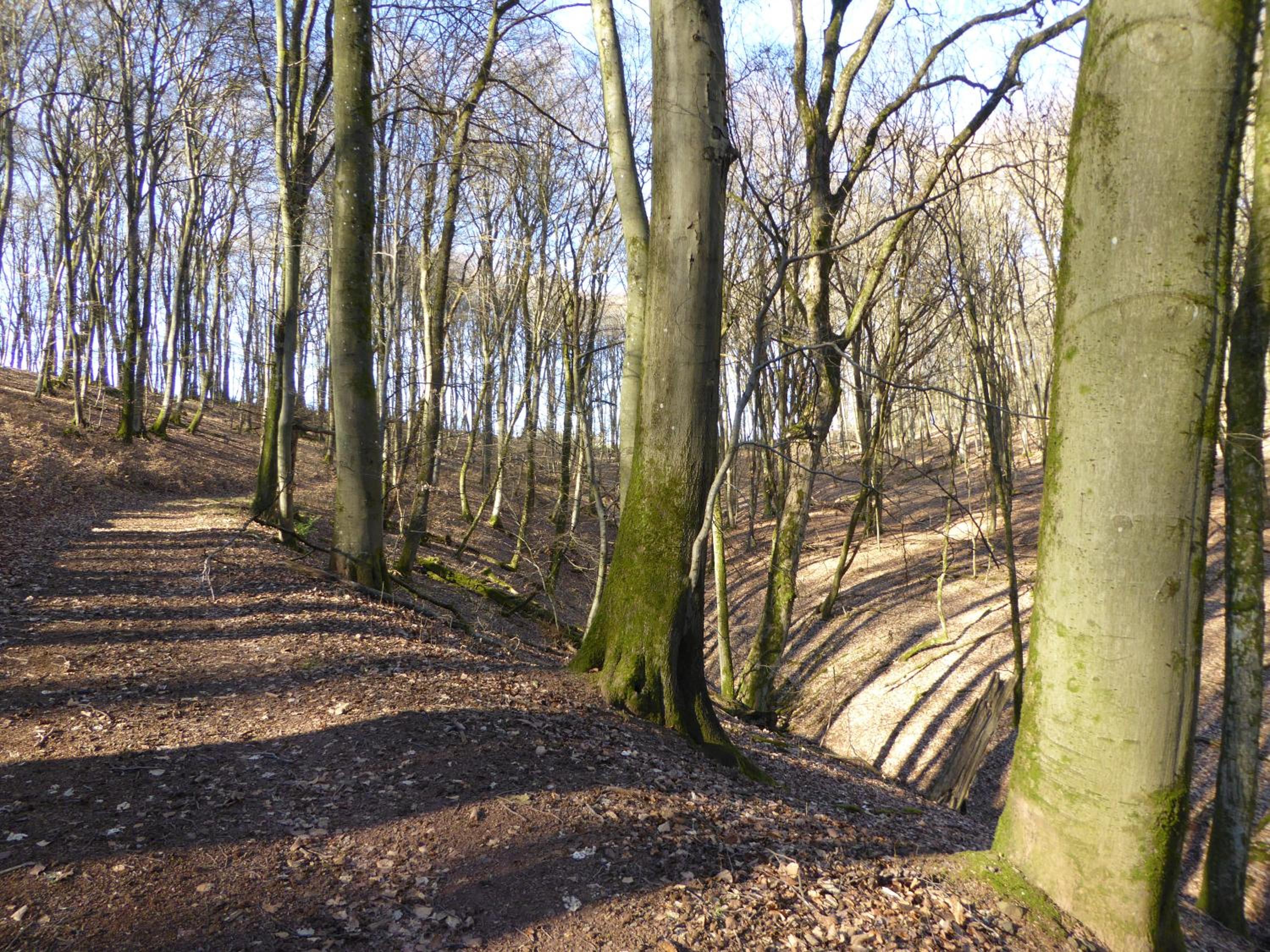 Am Rosenberg