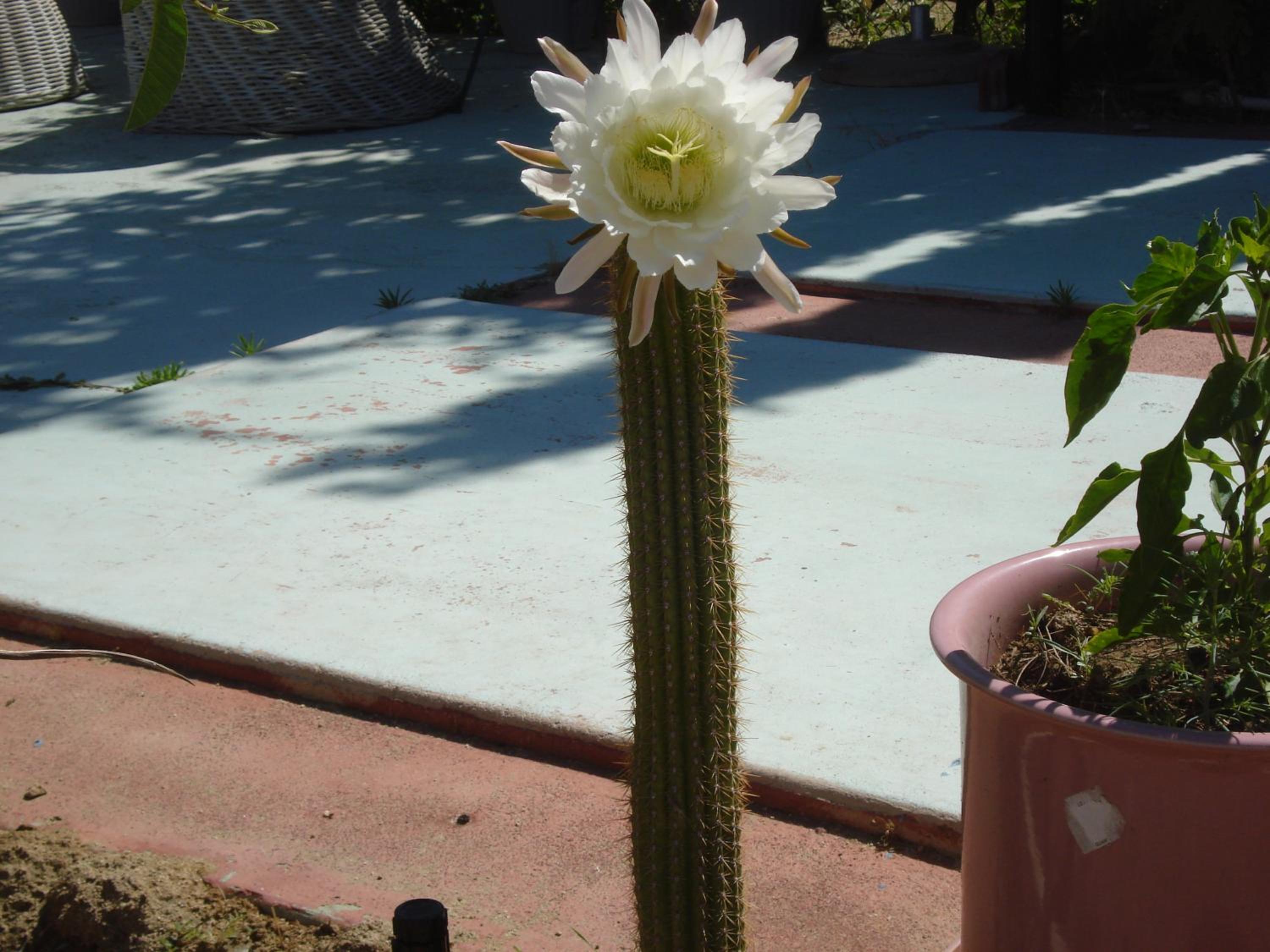 Photo 49