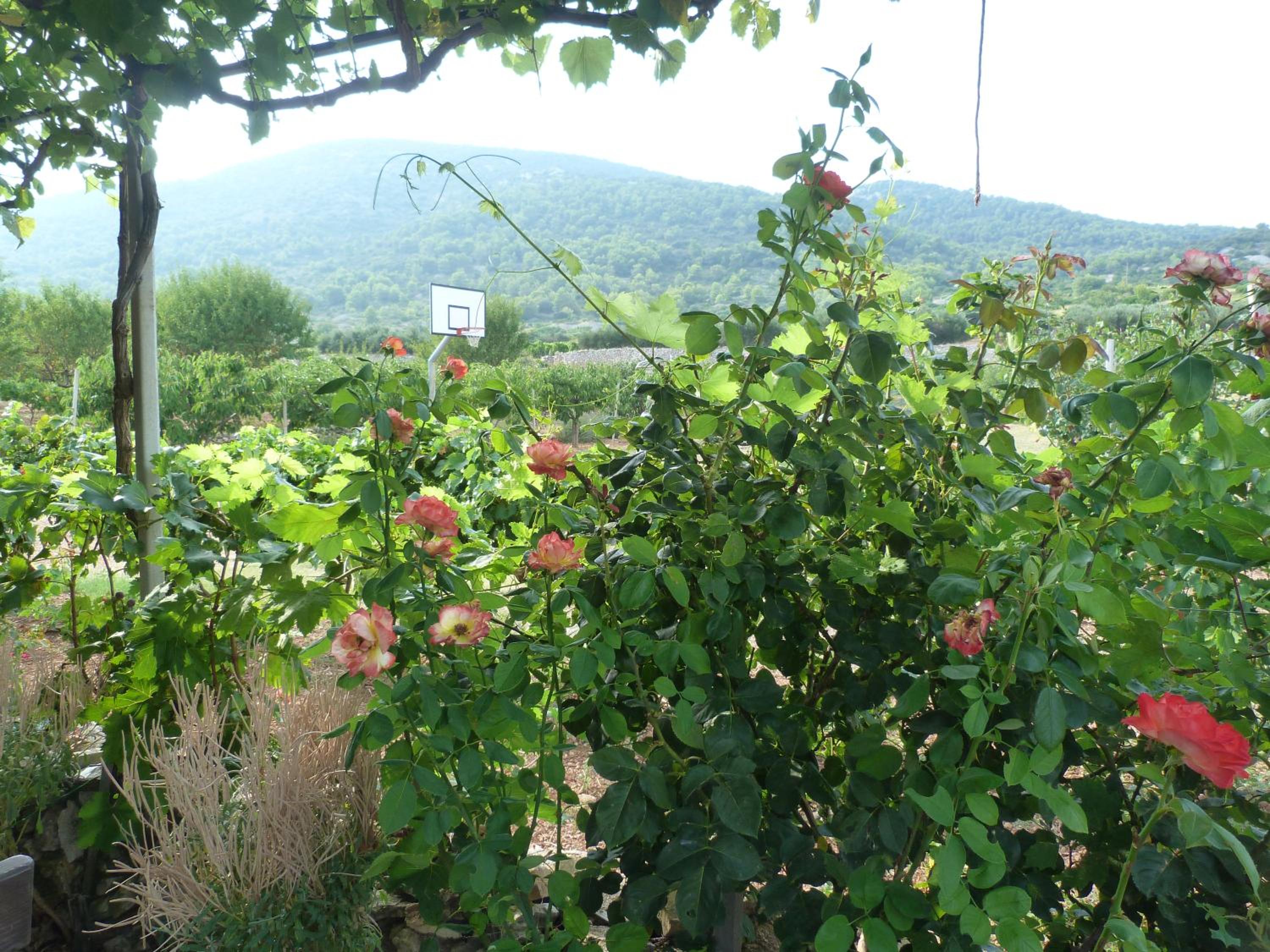 Photo 7