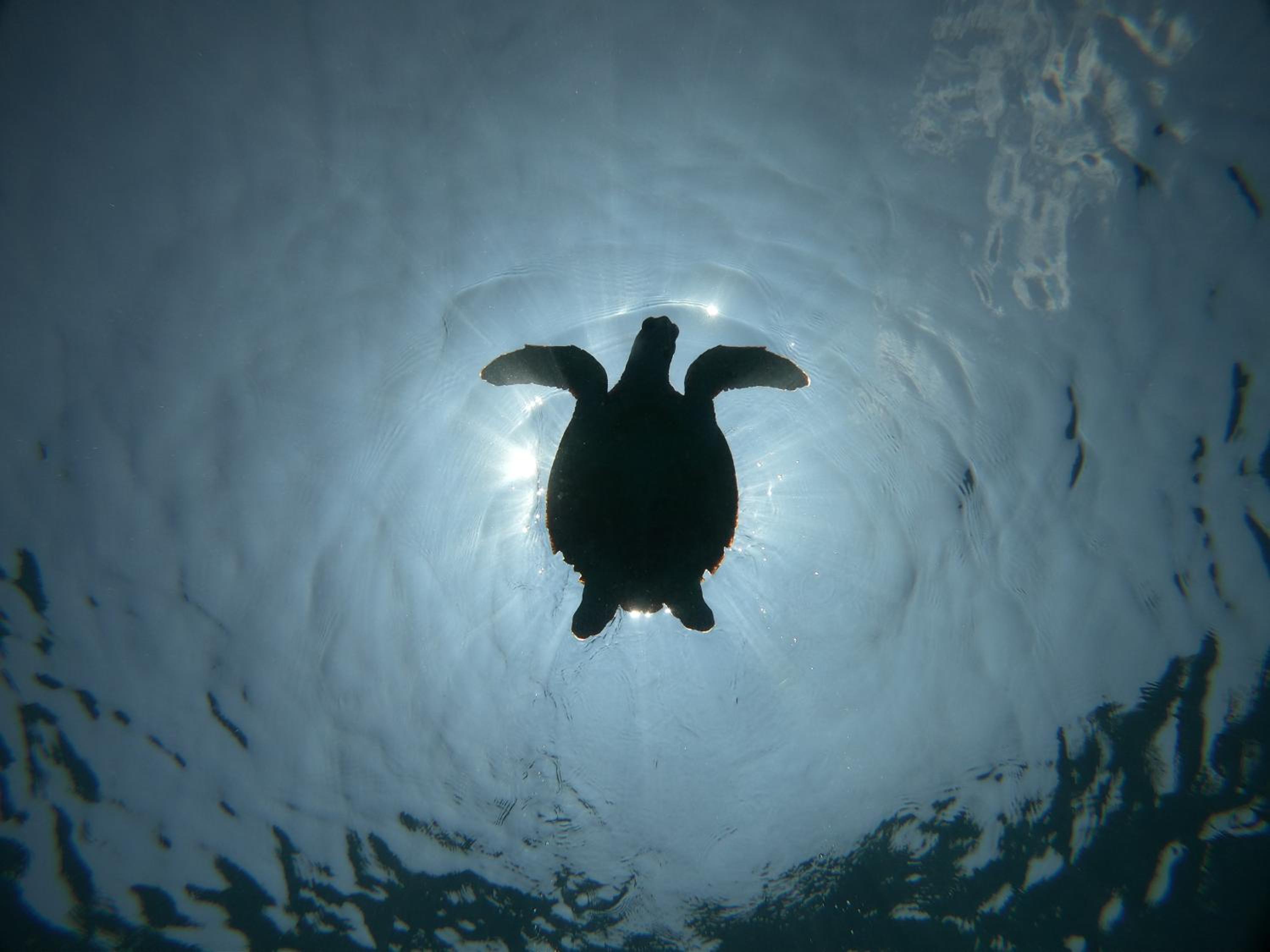 Acqua Blu Rasdhoo photo 3