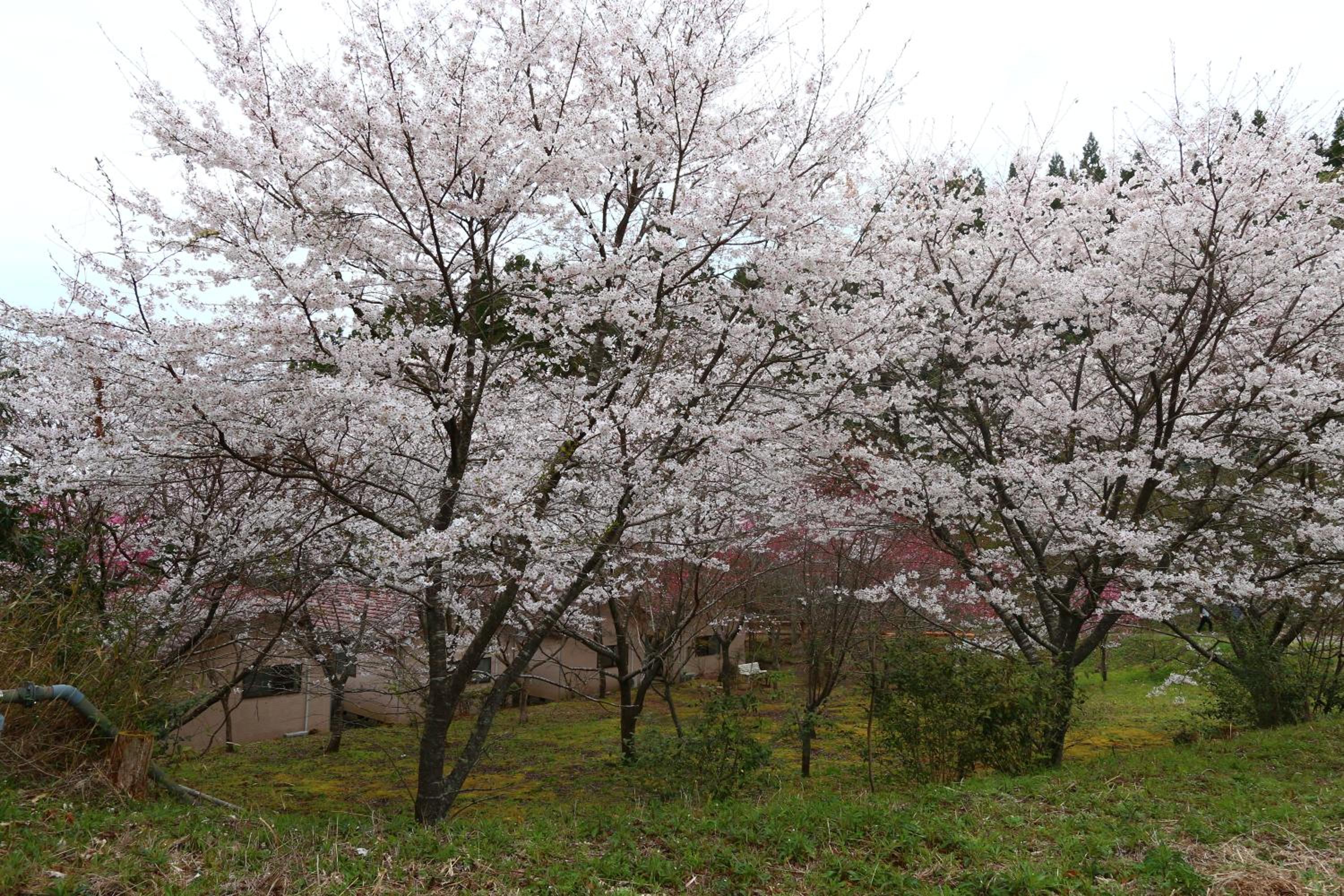 Ramune Onsen Senju no Sato, Kirishima - 23