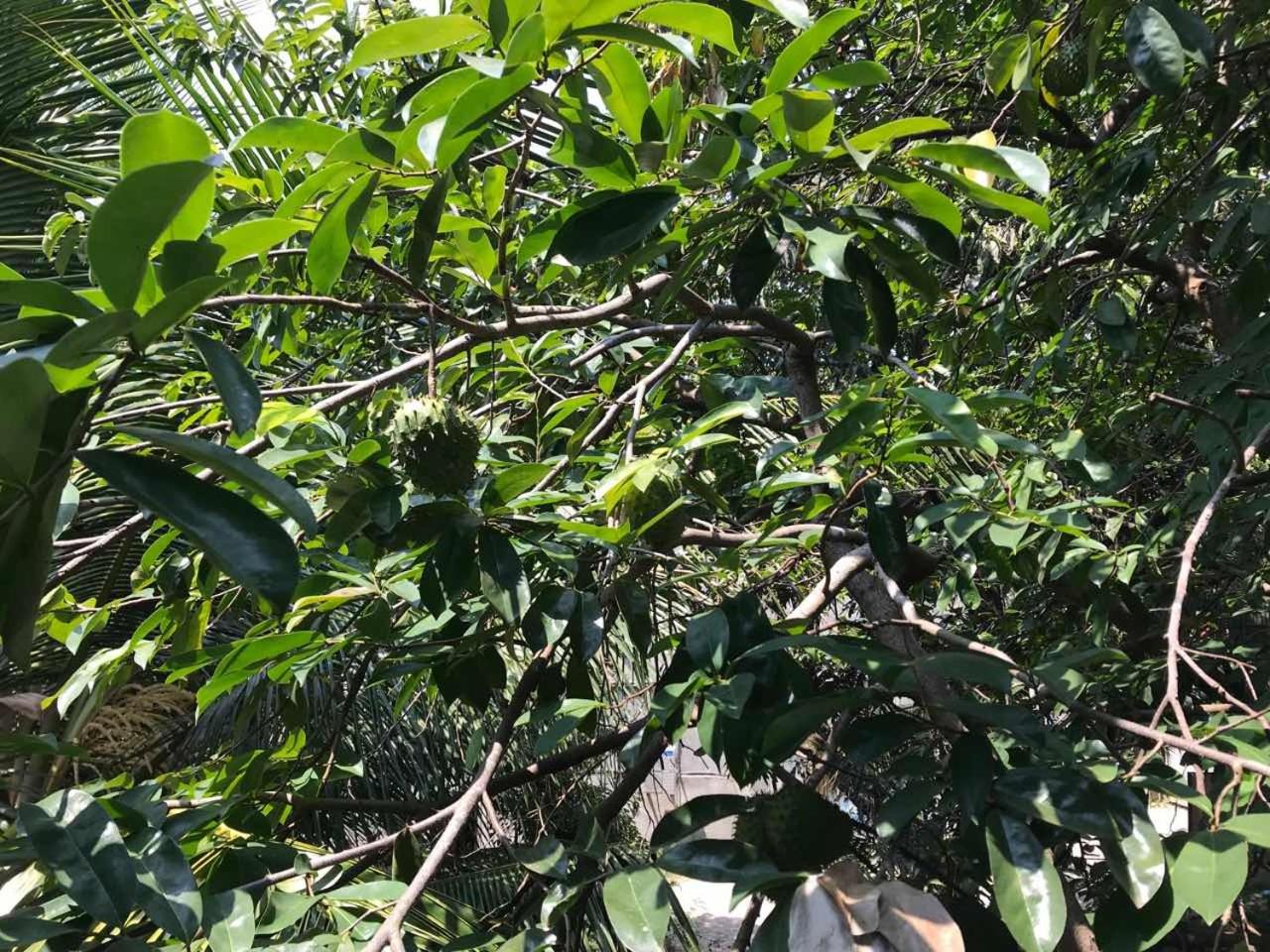 Suwani Pinnawala Homestay view 2