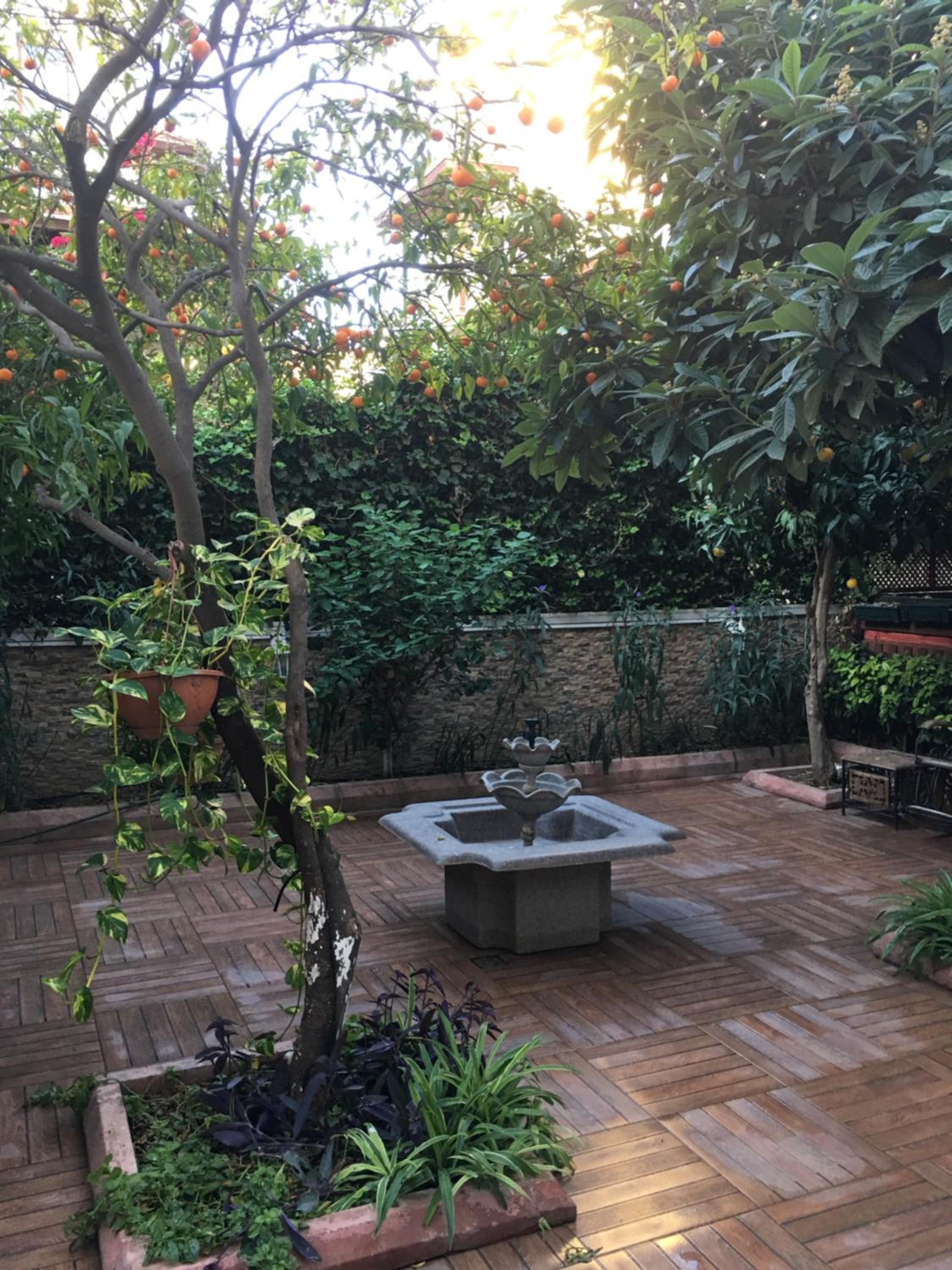 Orange Garden