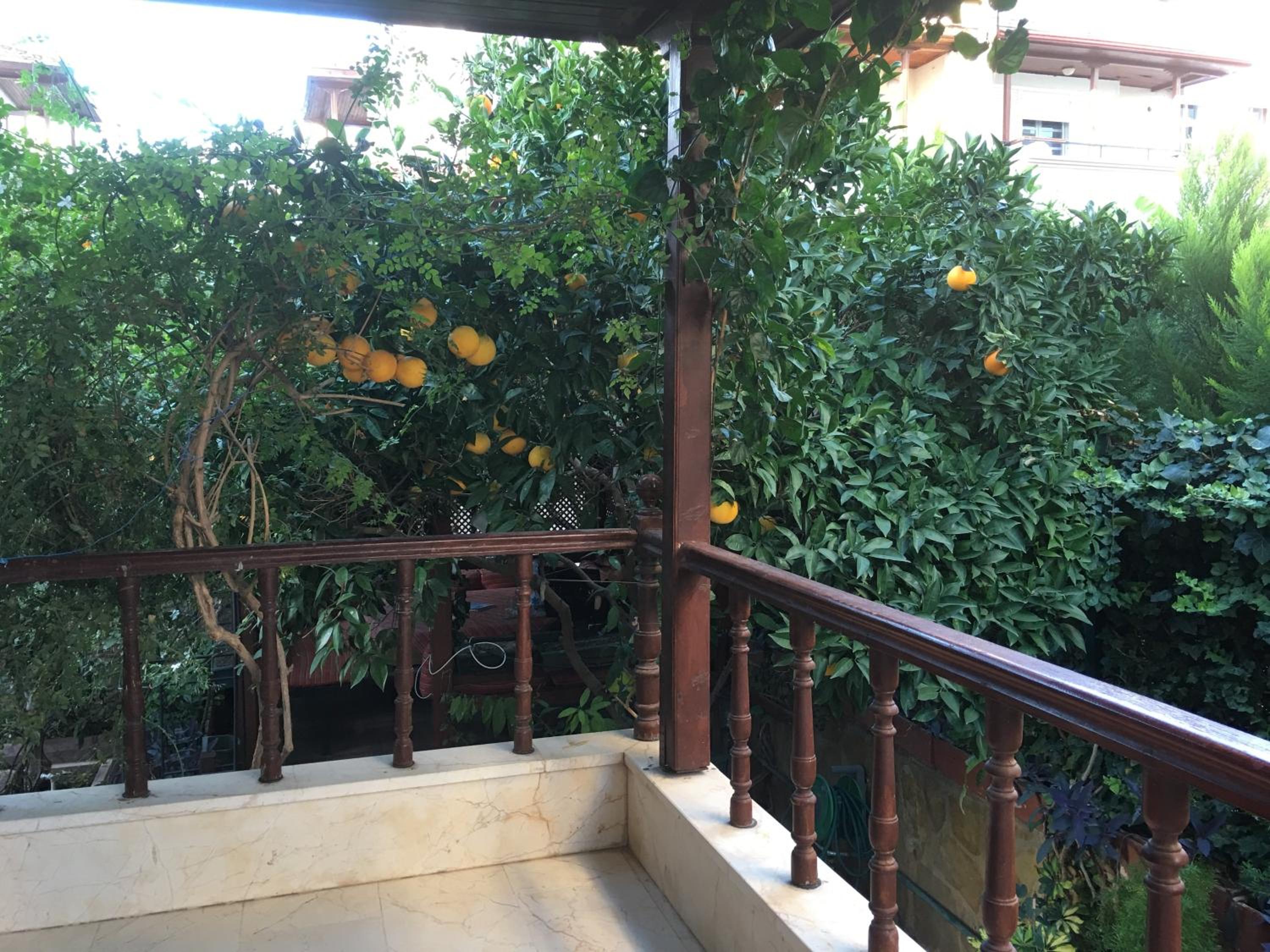 Orange Garden