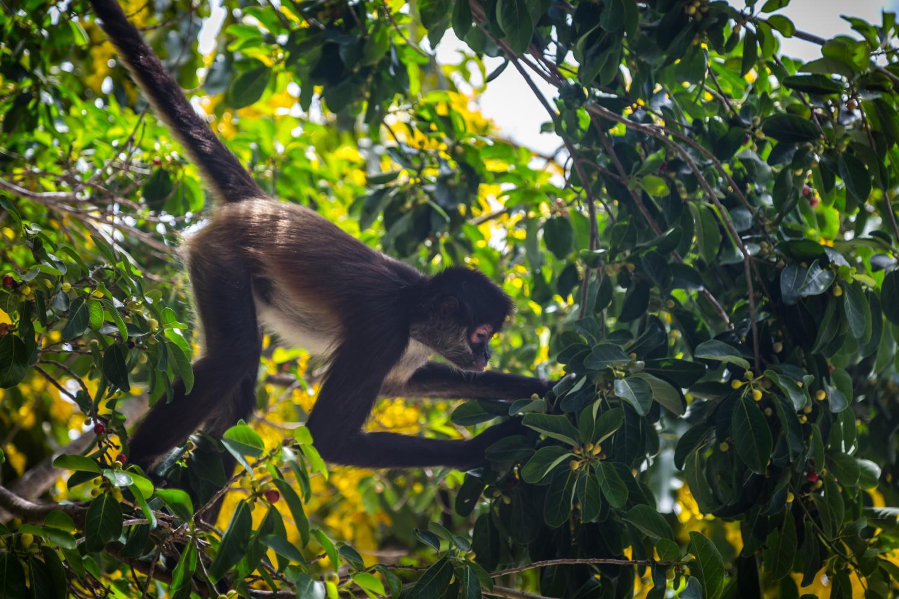 Grand Velas Riviera Maya - All Inclusive - Property Image 45