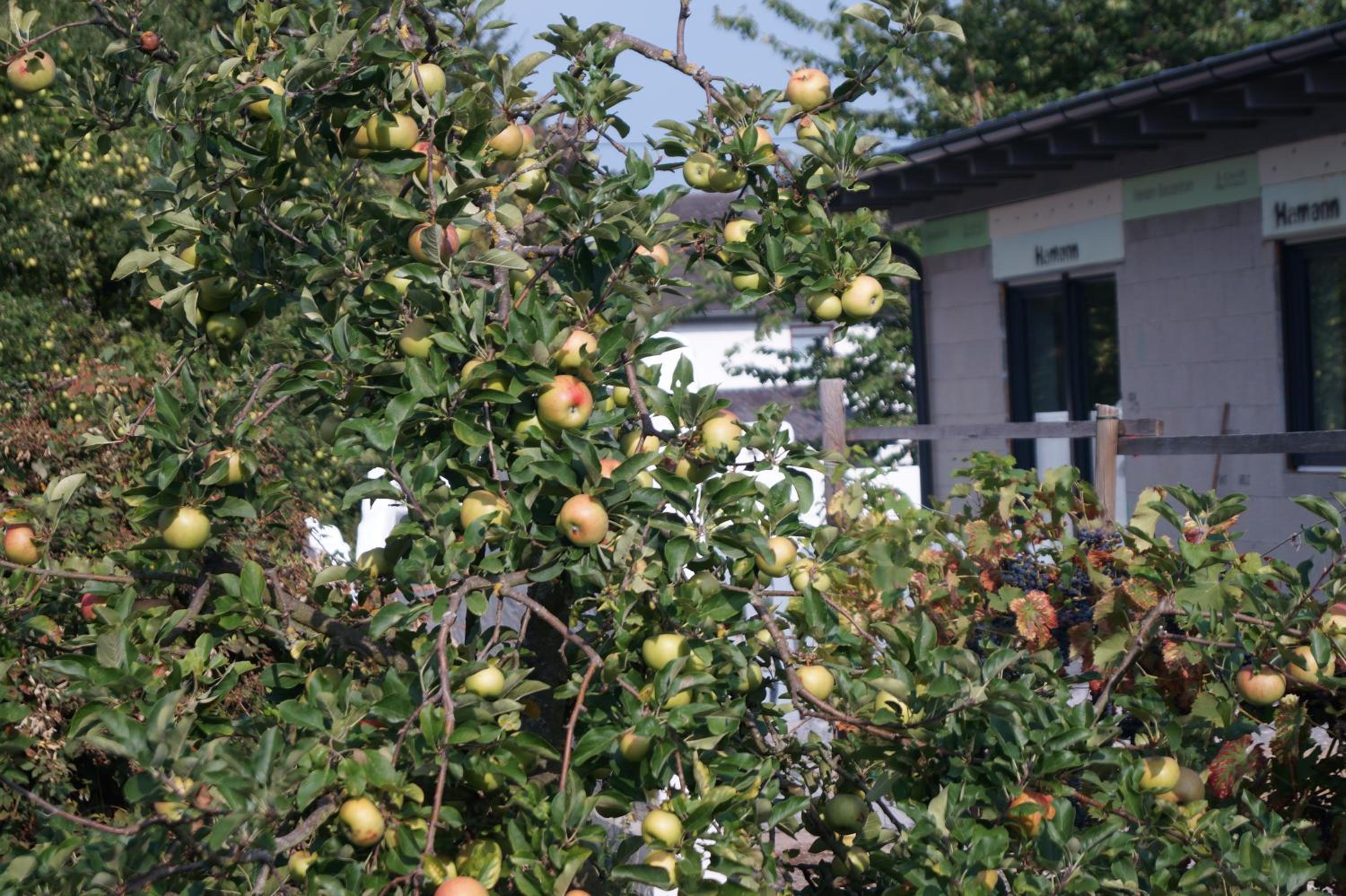 Ferienhaus am Apfelbaum