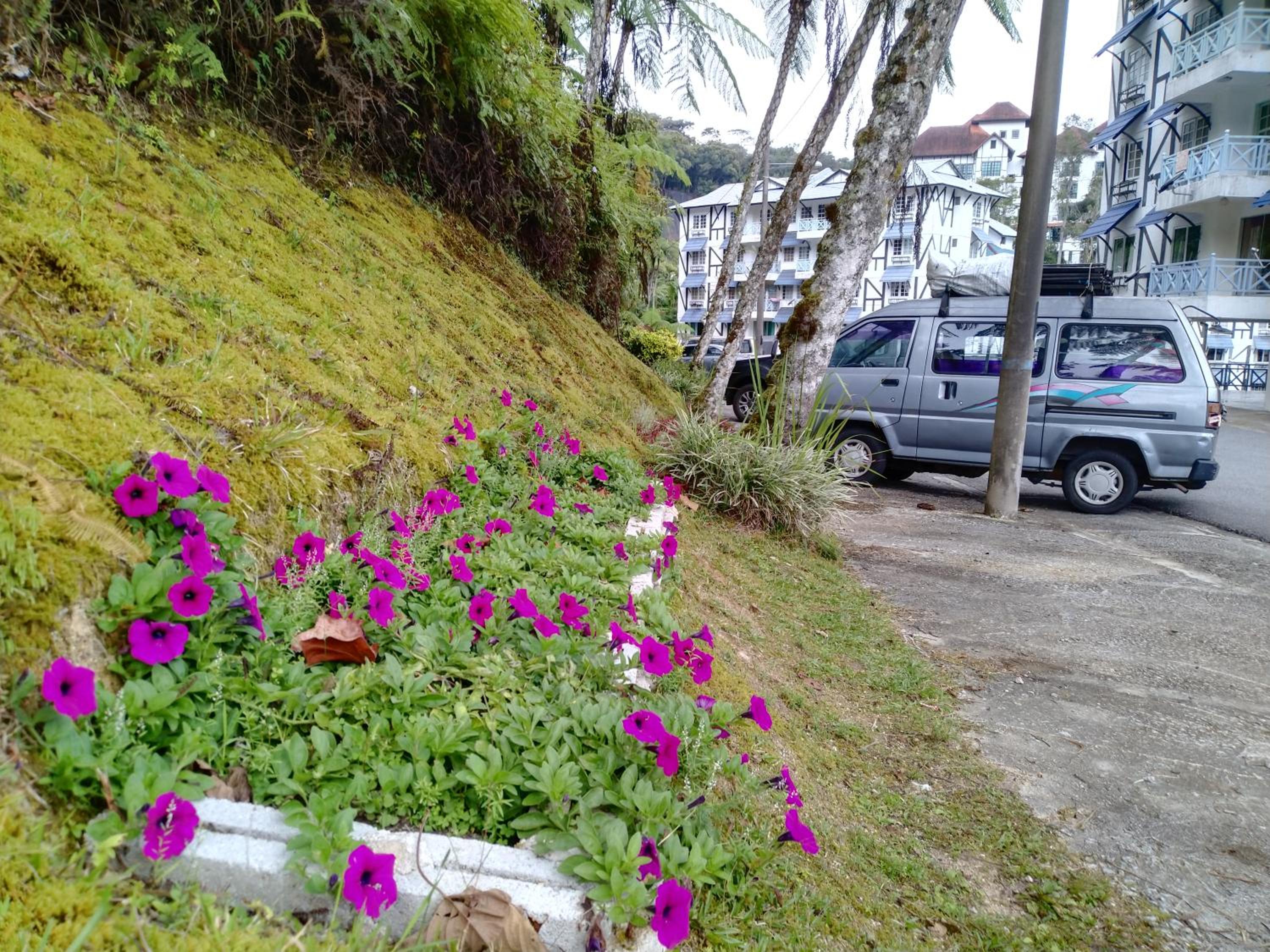 Desa Anthurium photo 4