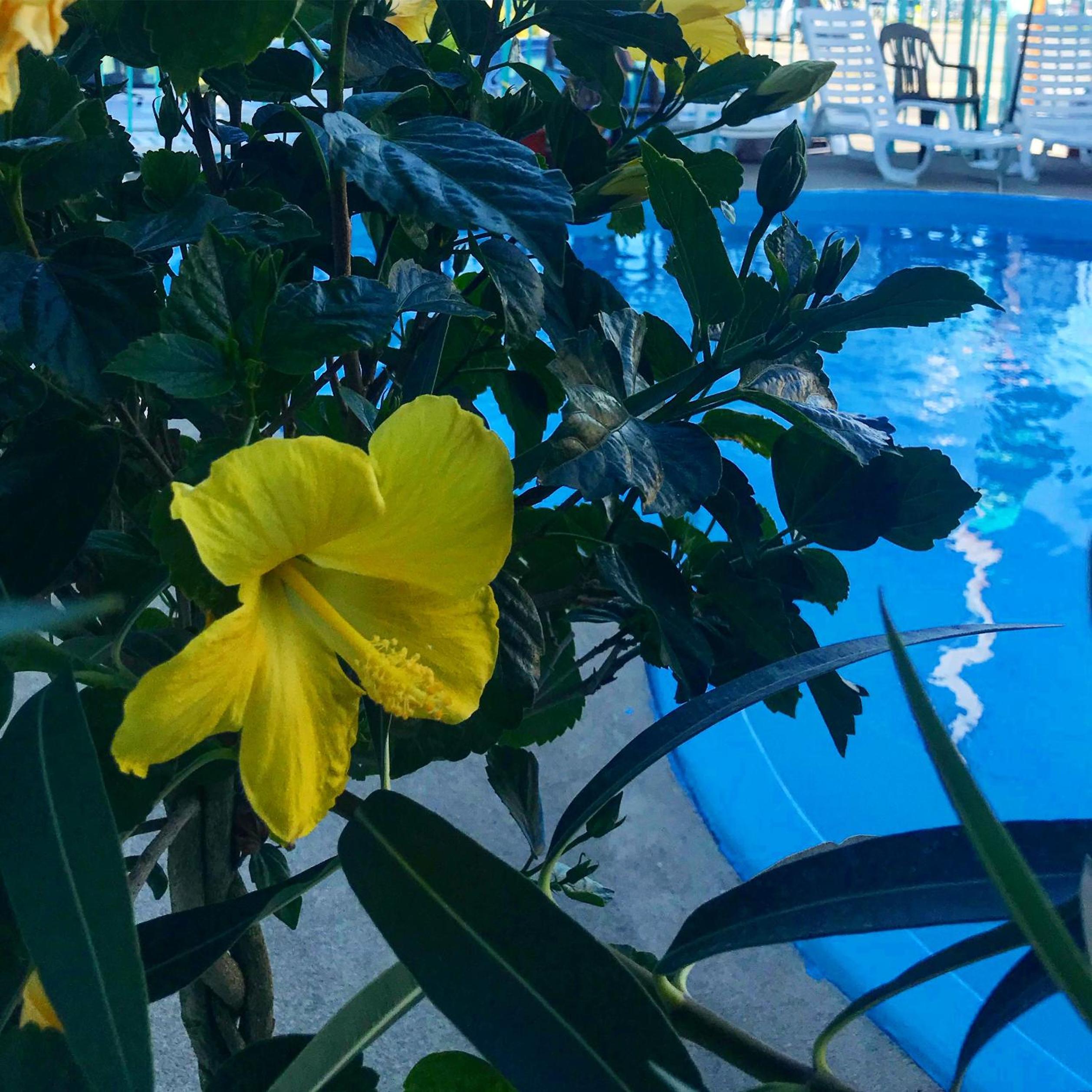 Sea Scape Inn - A Fine Family Destination