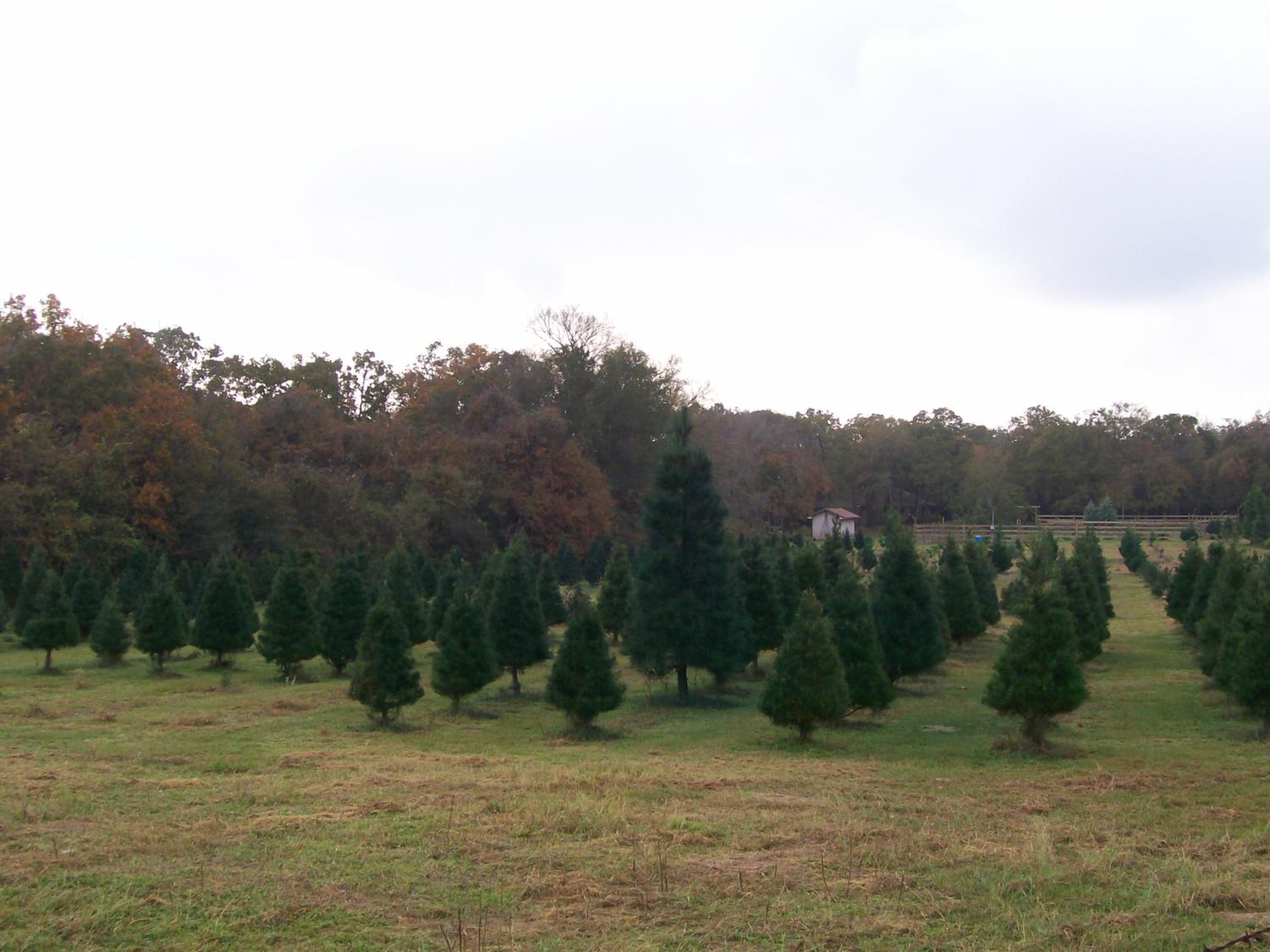 Kelumac Christmas Tree Farm B&B view 4