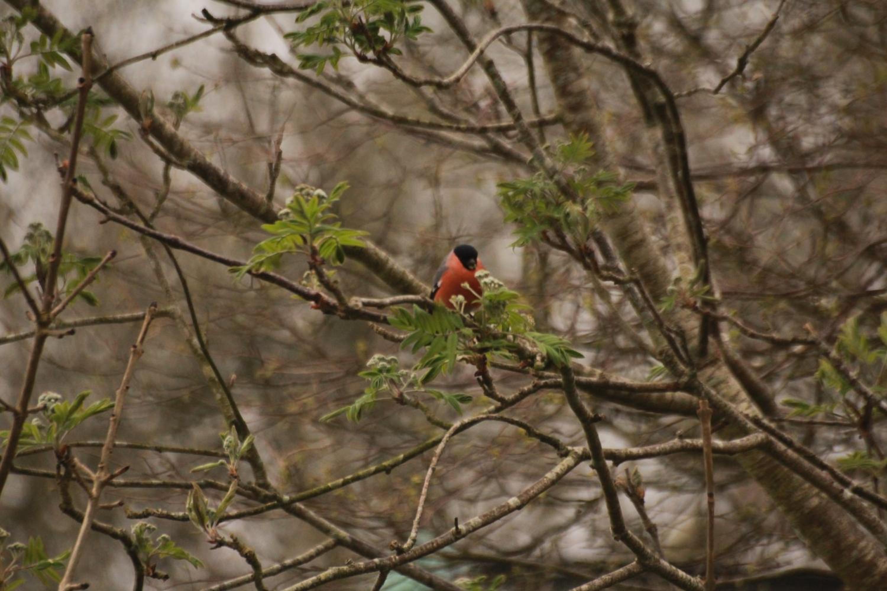 Photo 45