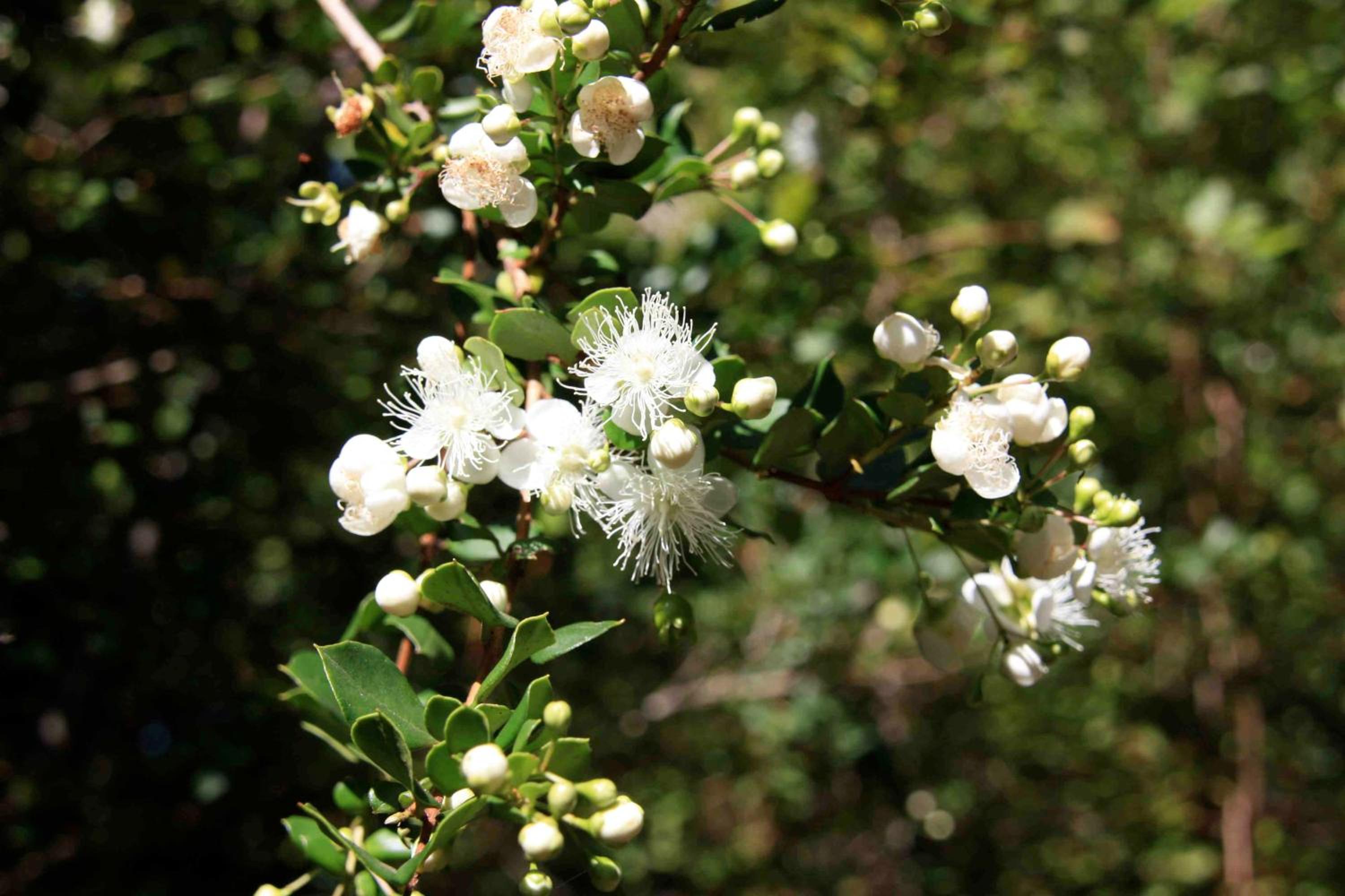 Photo 43