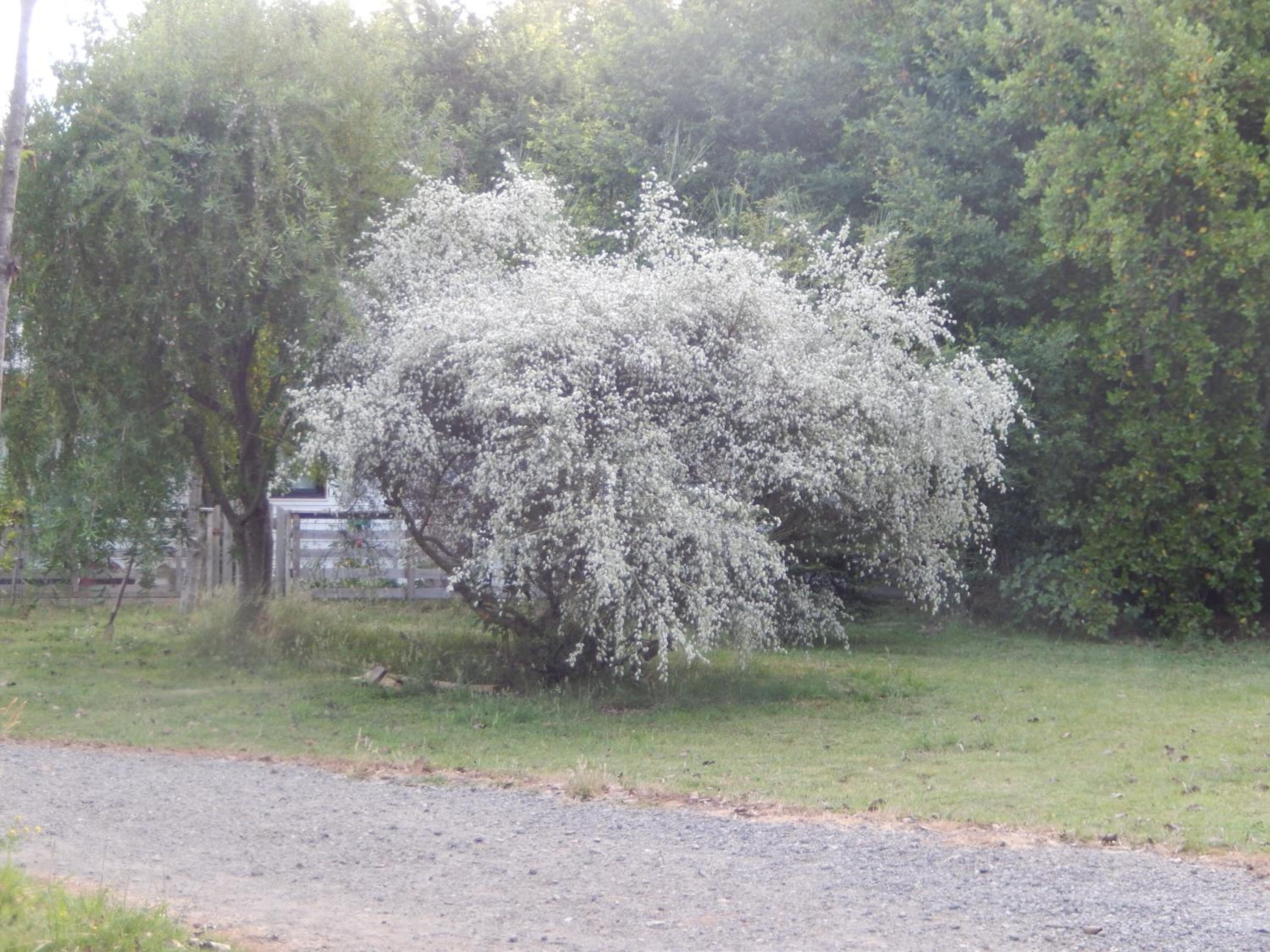 Photo 46
