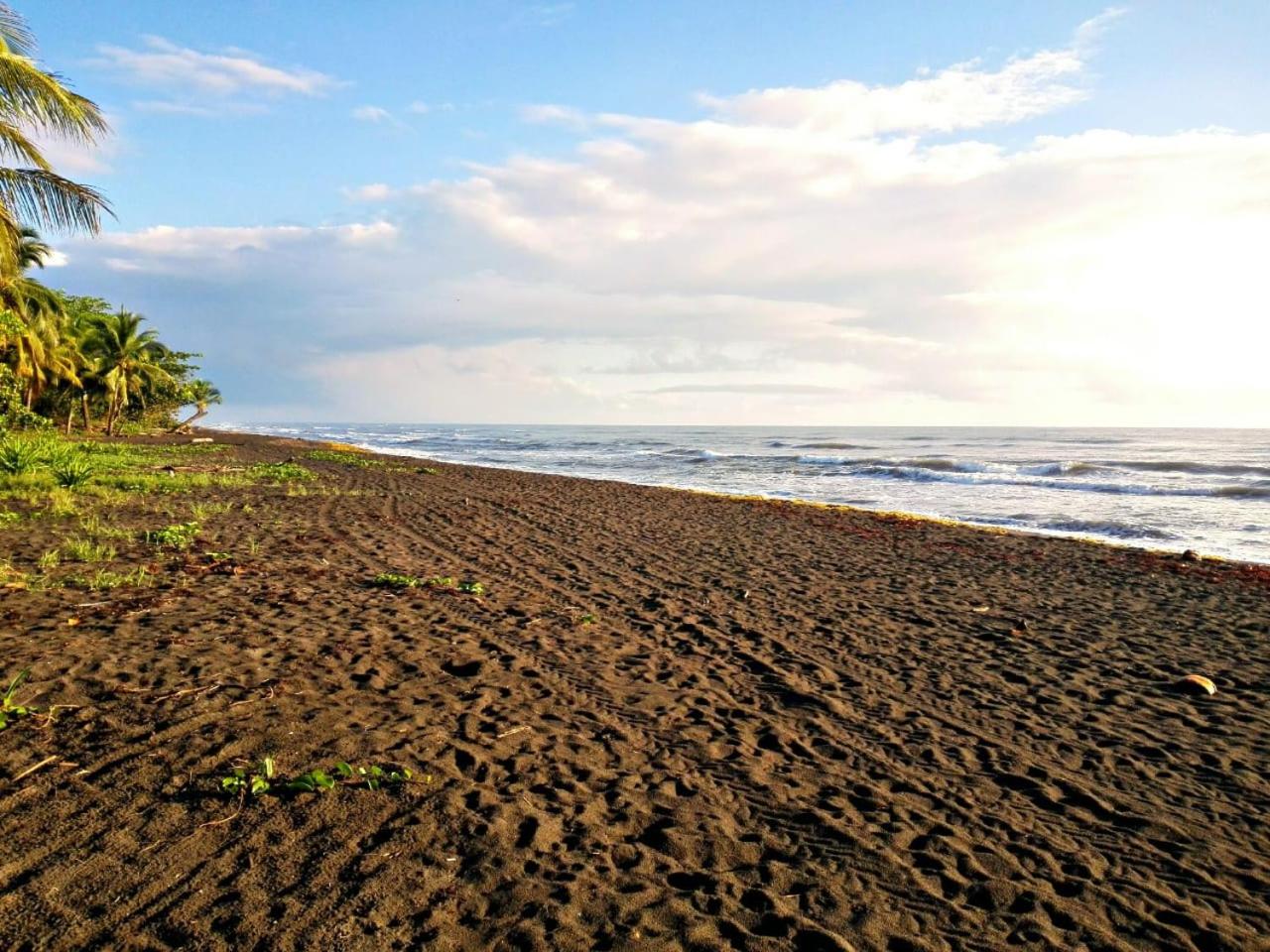Casa turtle Bogue