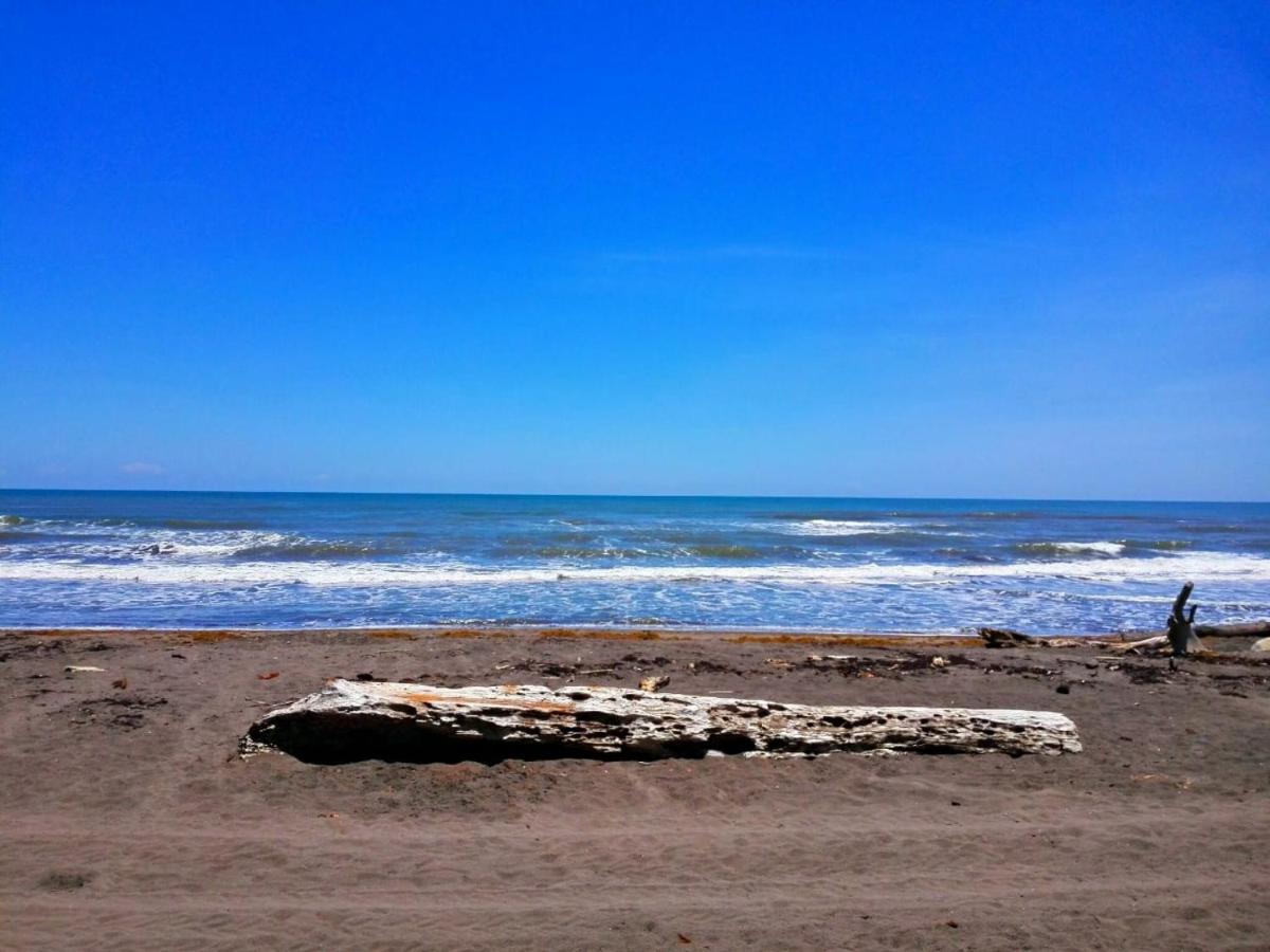Casa turtle Bogue