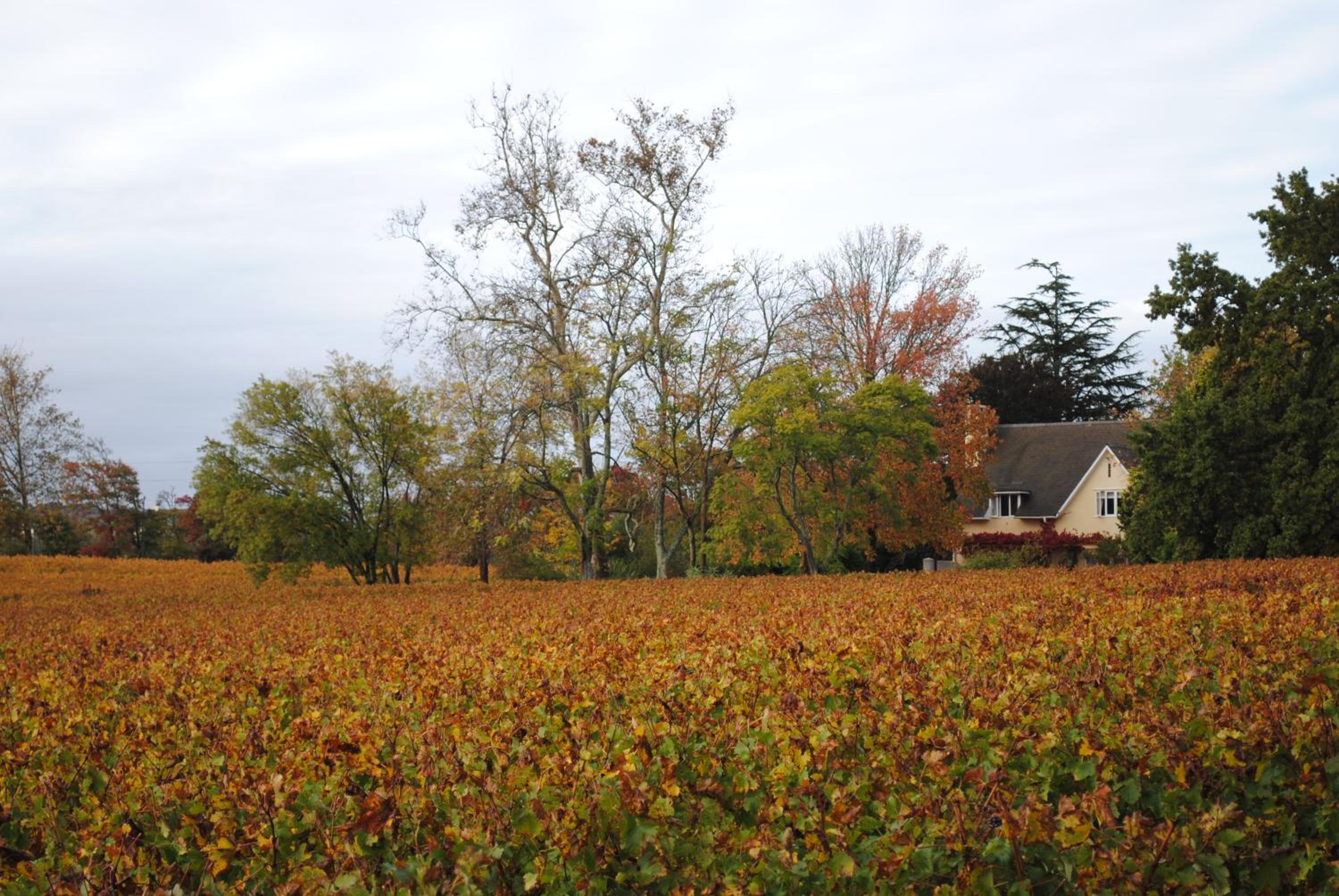 Belfield Wines and Farm Cottages