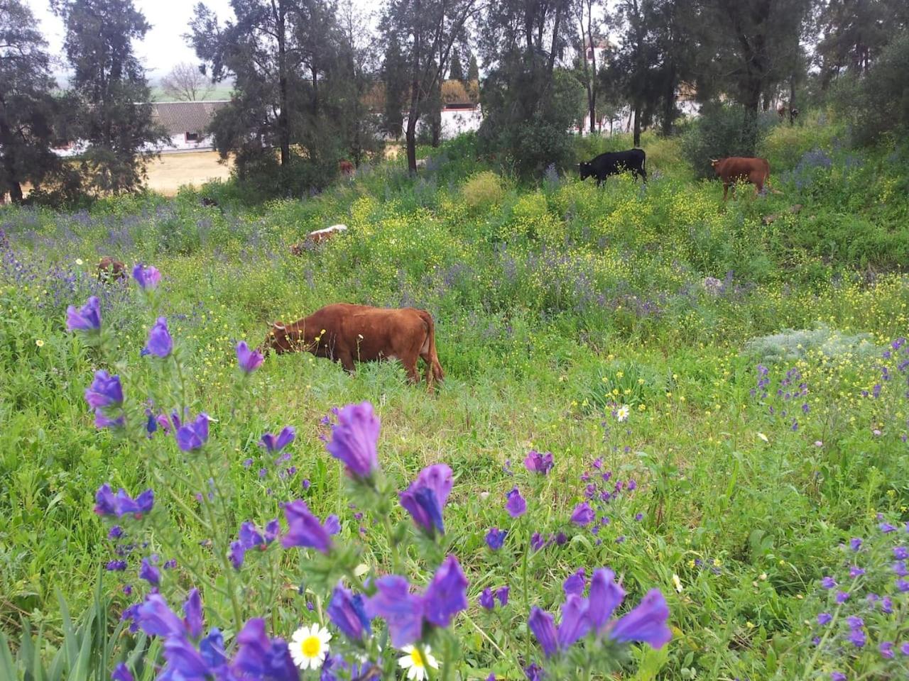 Photo 27